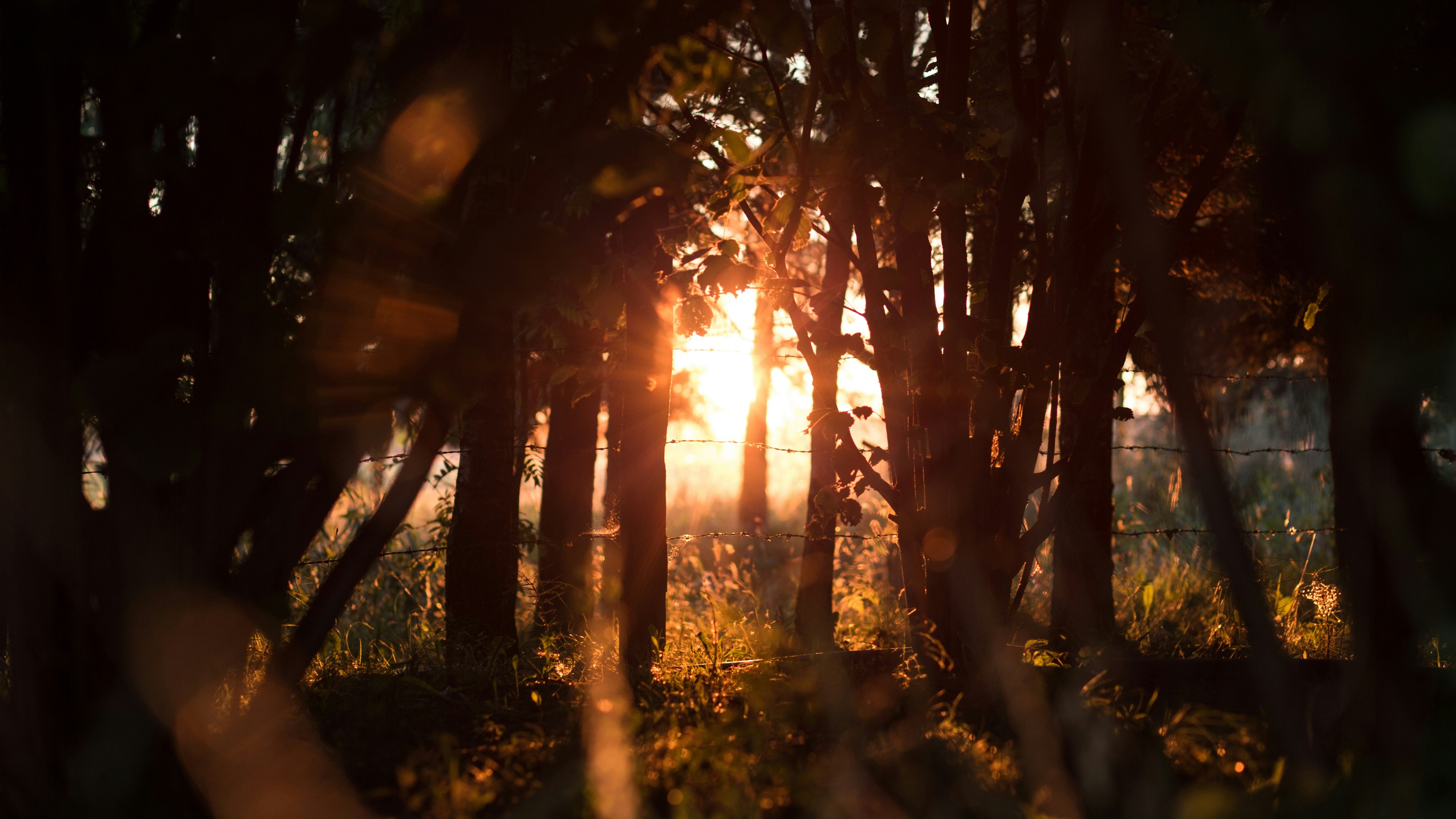 gold sun breaking through forest treeline