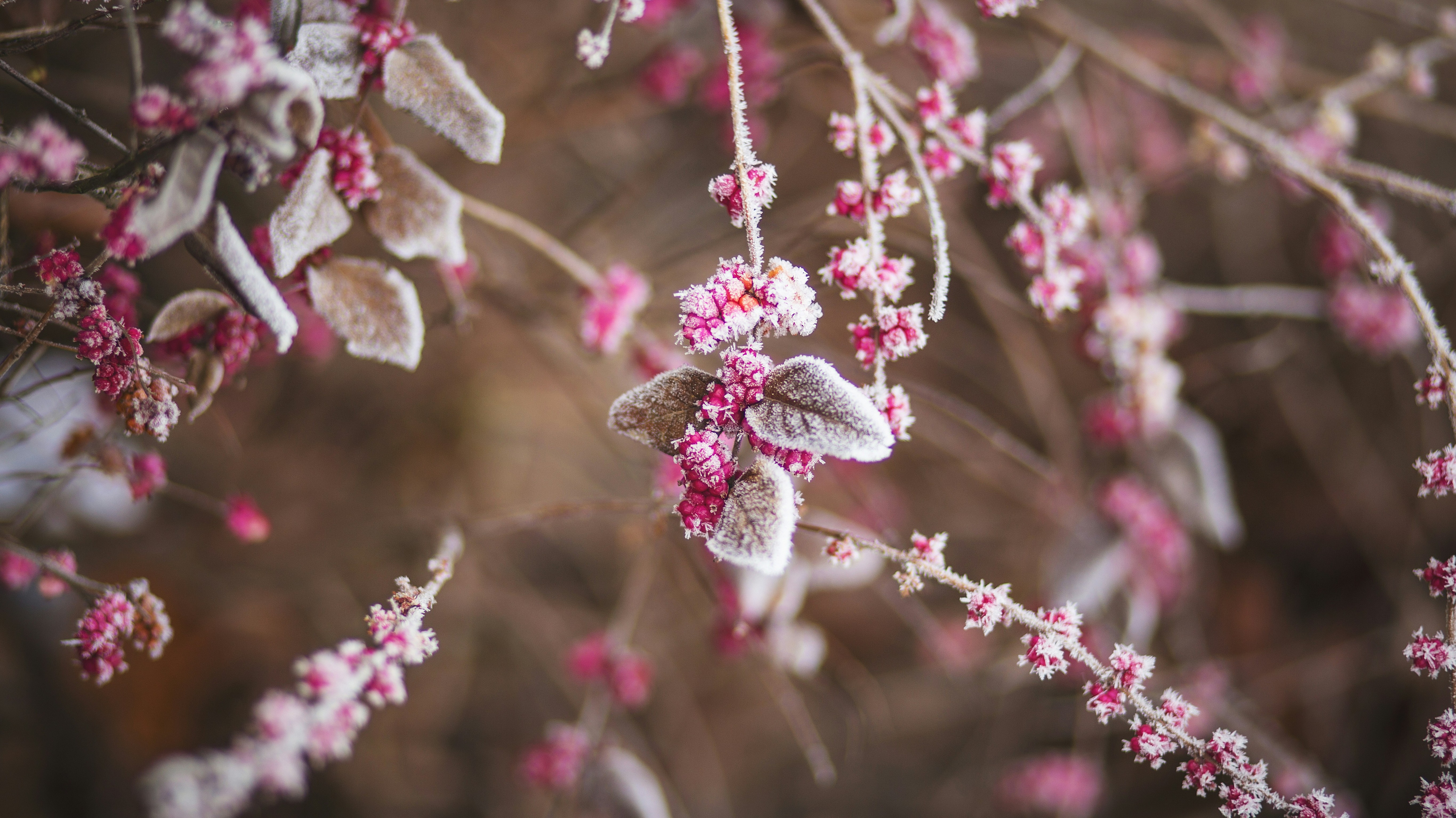 frosted winter berries on a tree