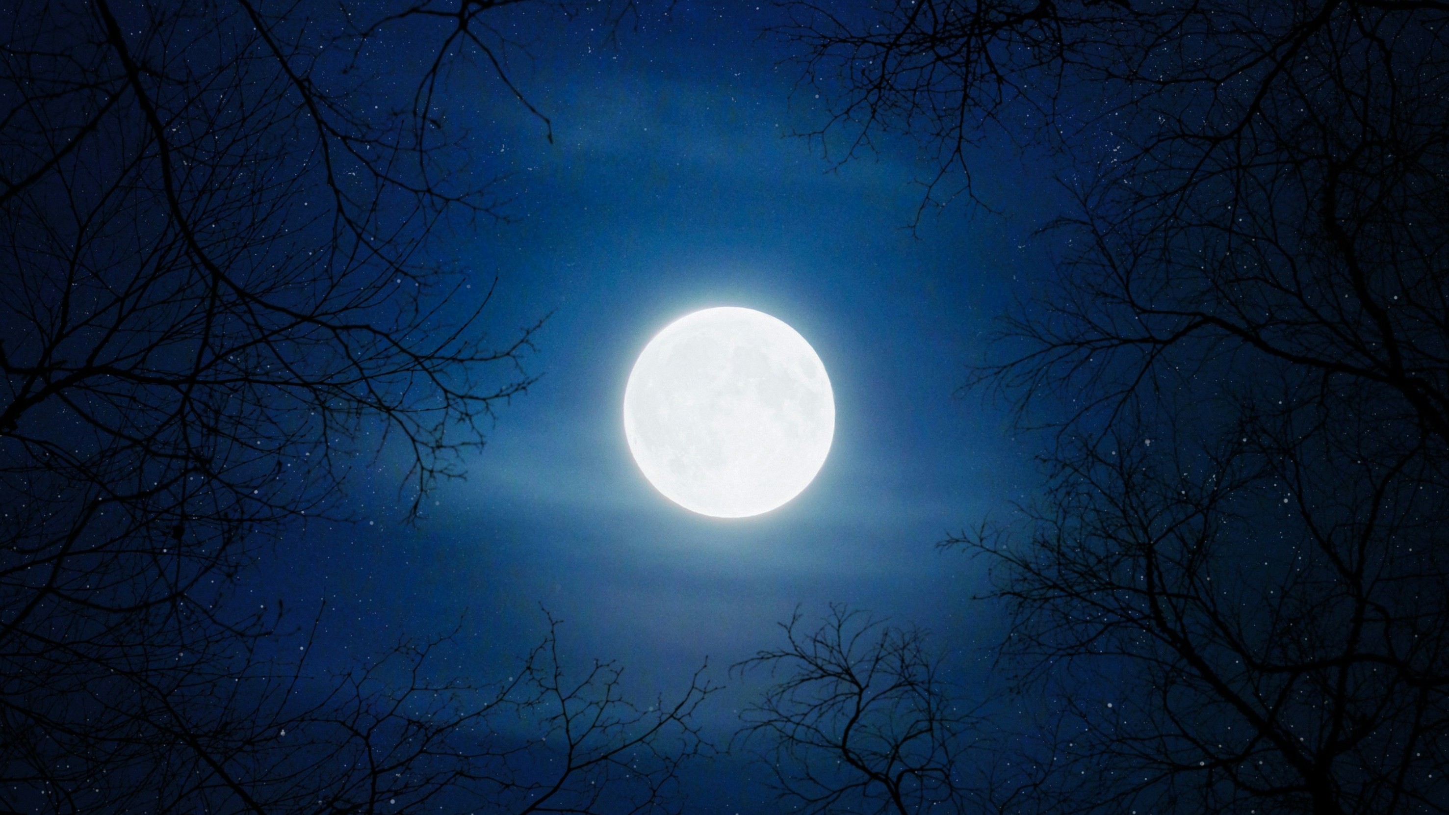 full moon through tree branches