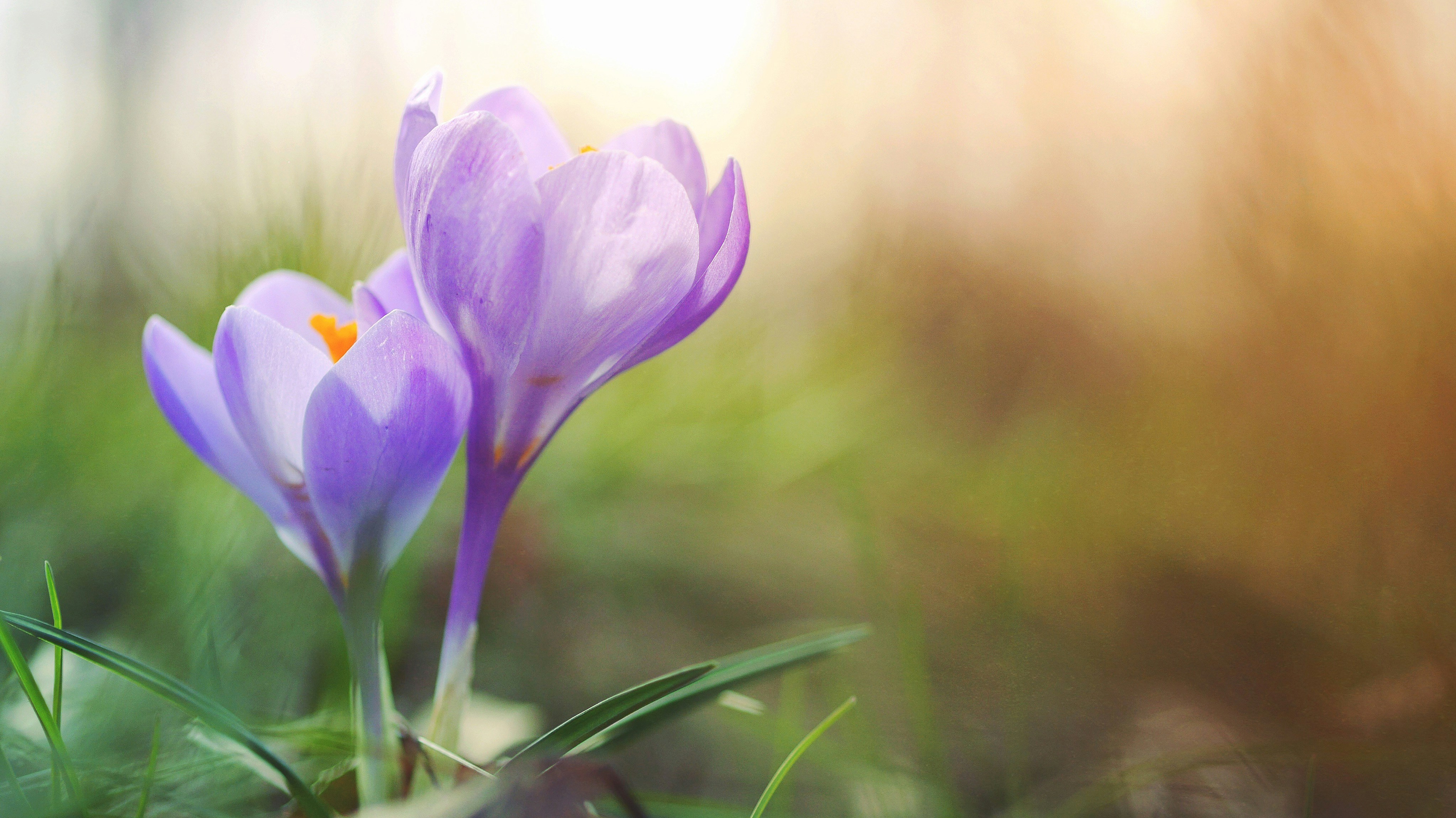 purple flowers near ground