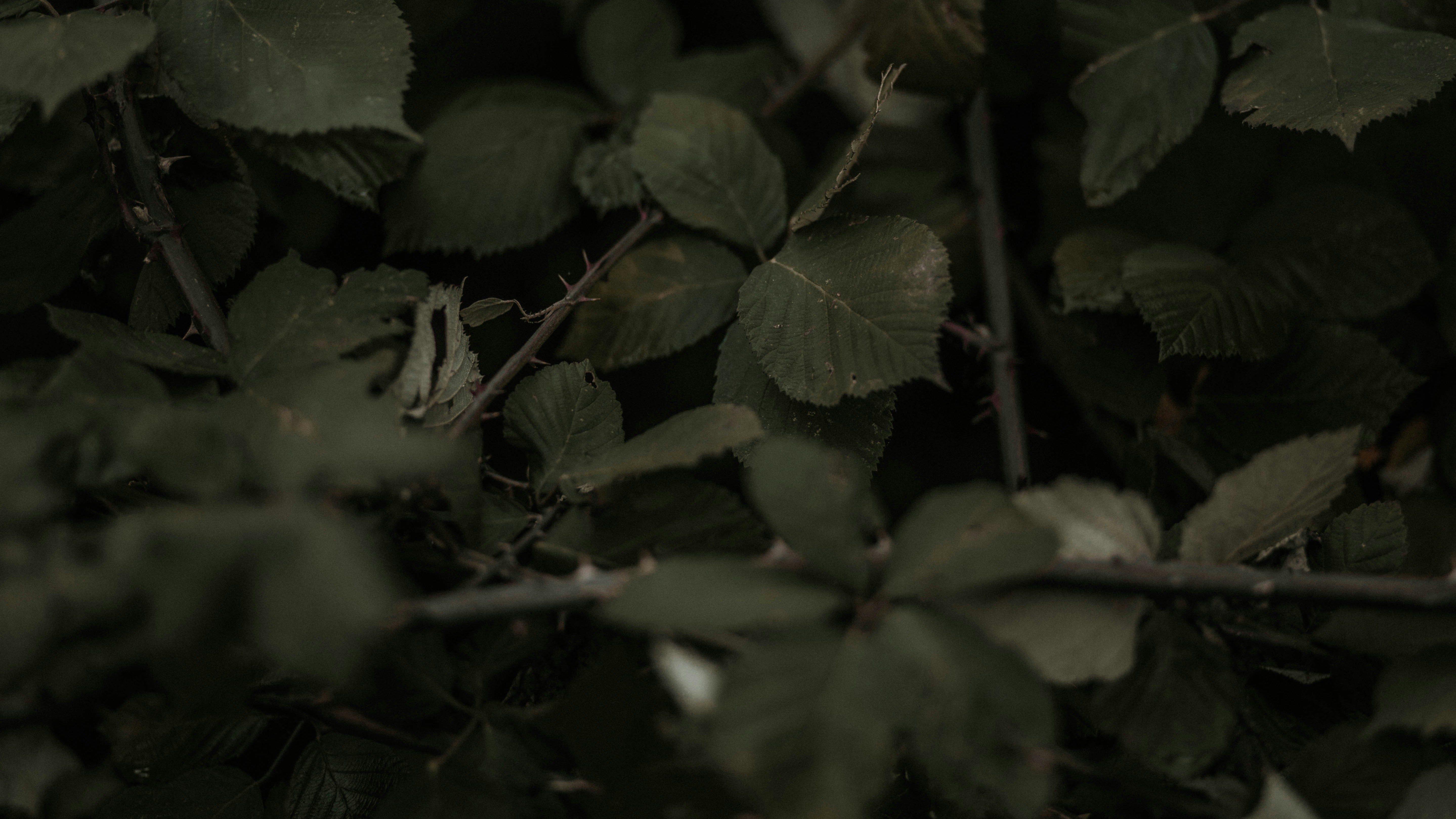 thorny bushes close-up