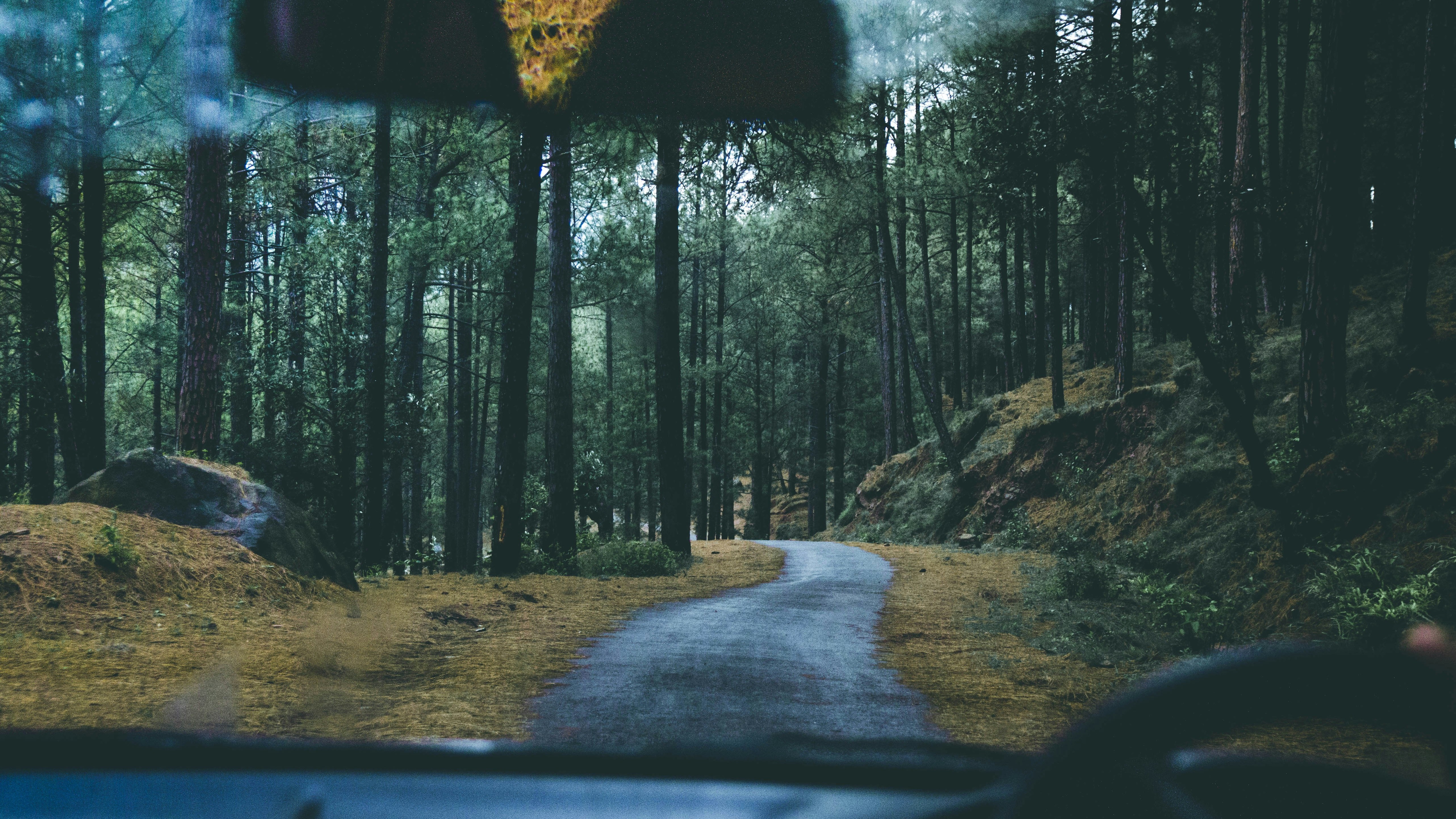 view through car windshield of a forest road