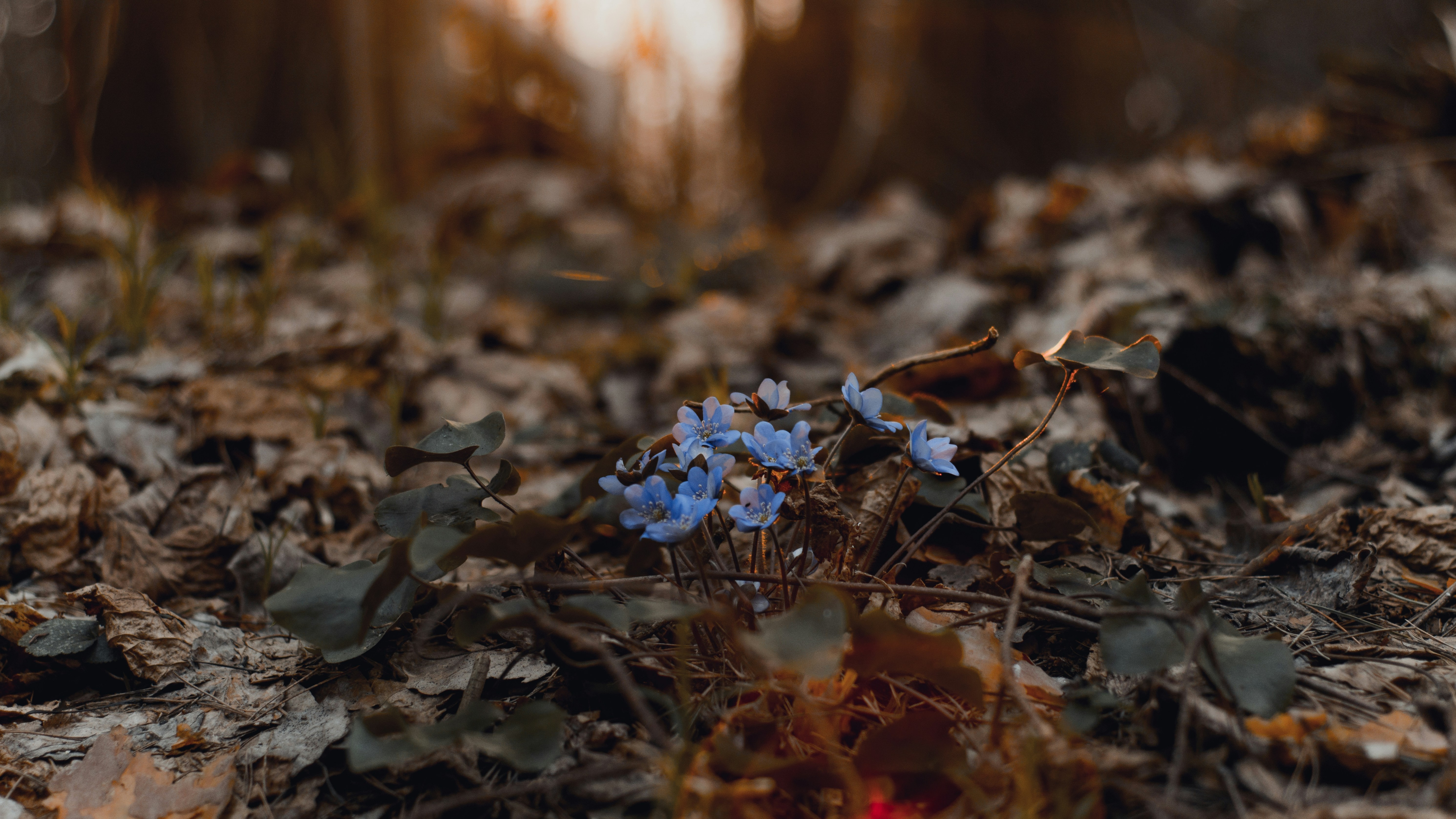 blue flowers growing on forest floor