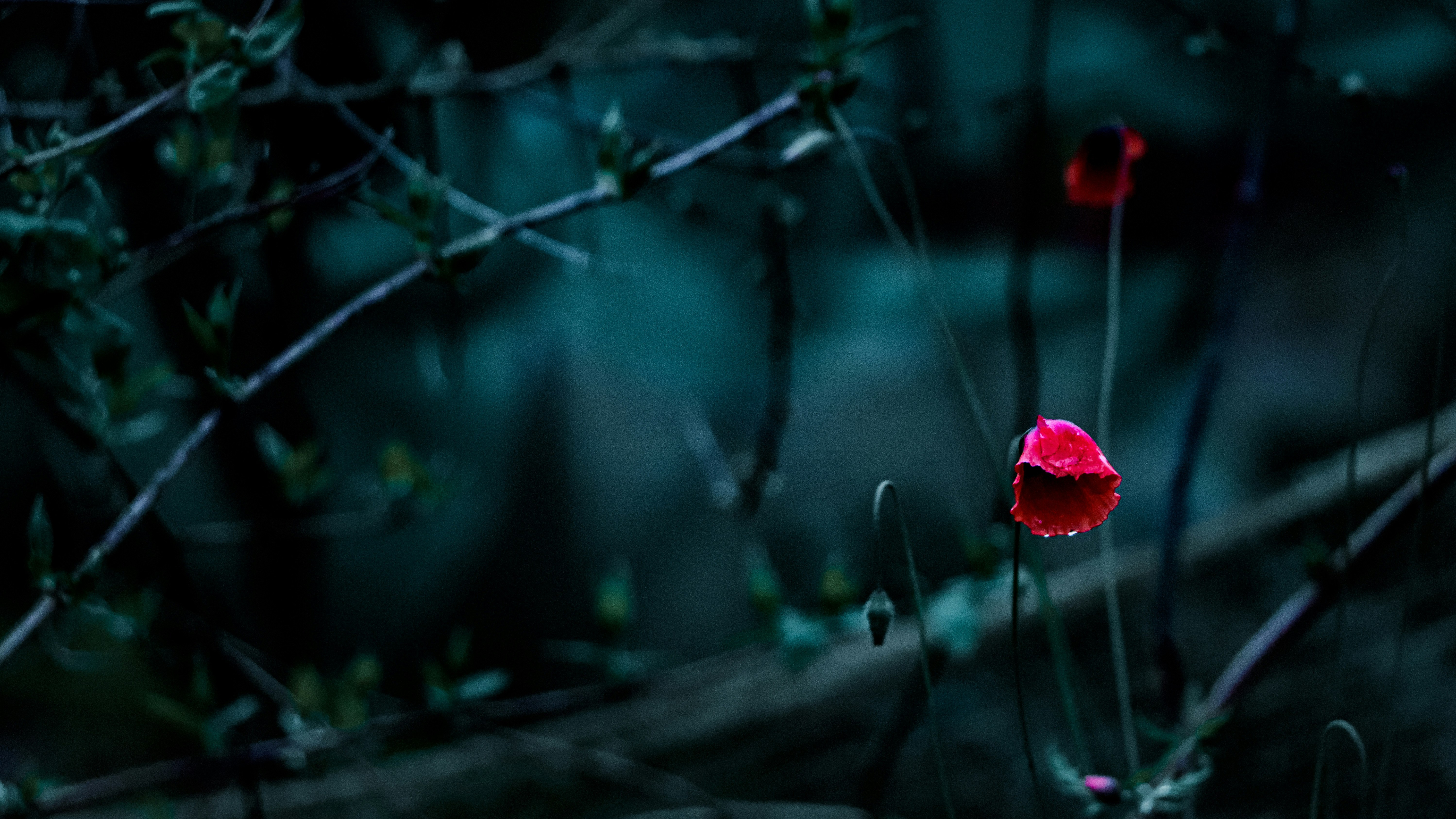 wilting red flowers on dark vegetative background