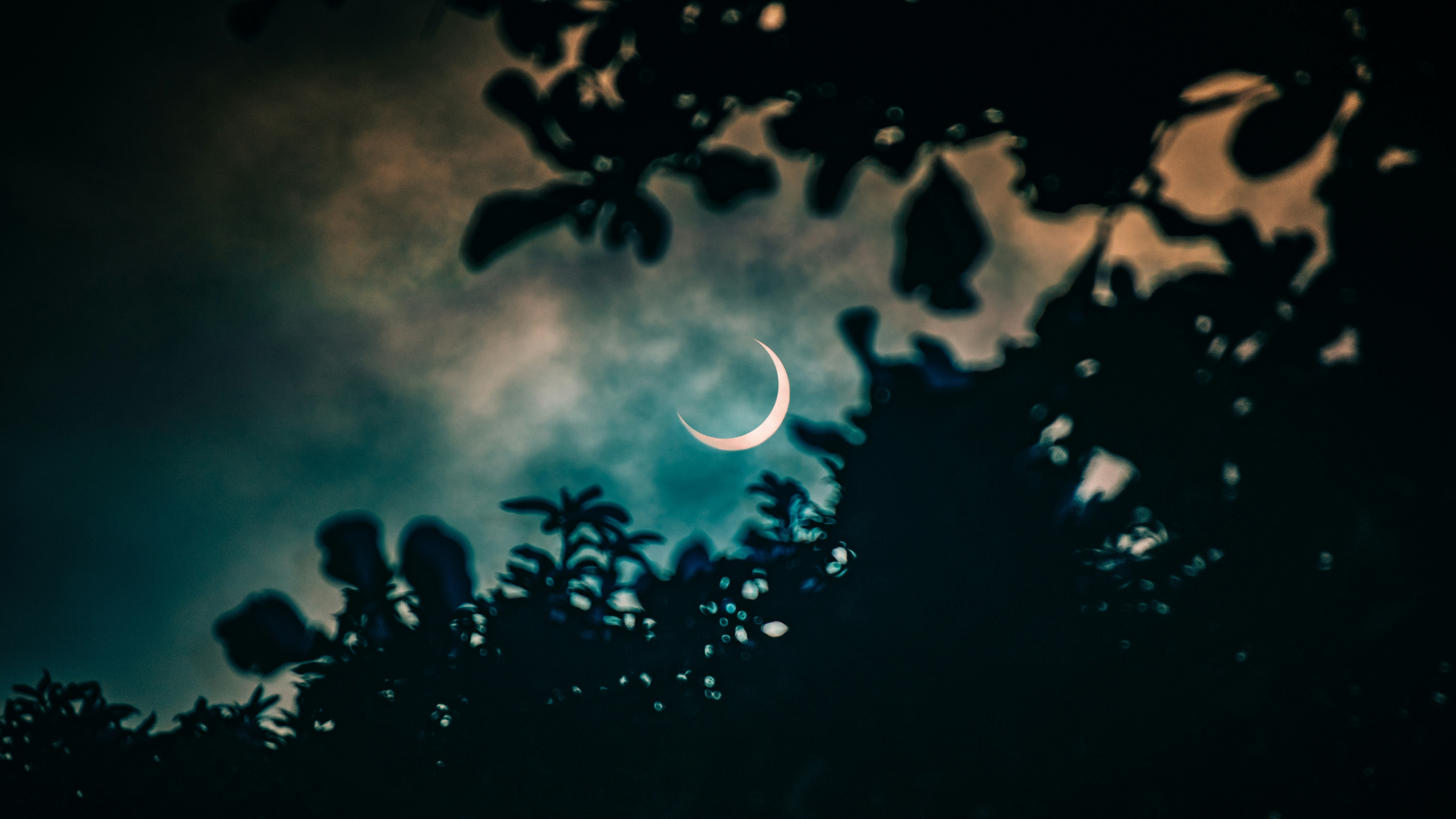 moon breaking through cloudy night sky between trees