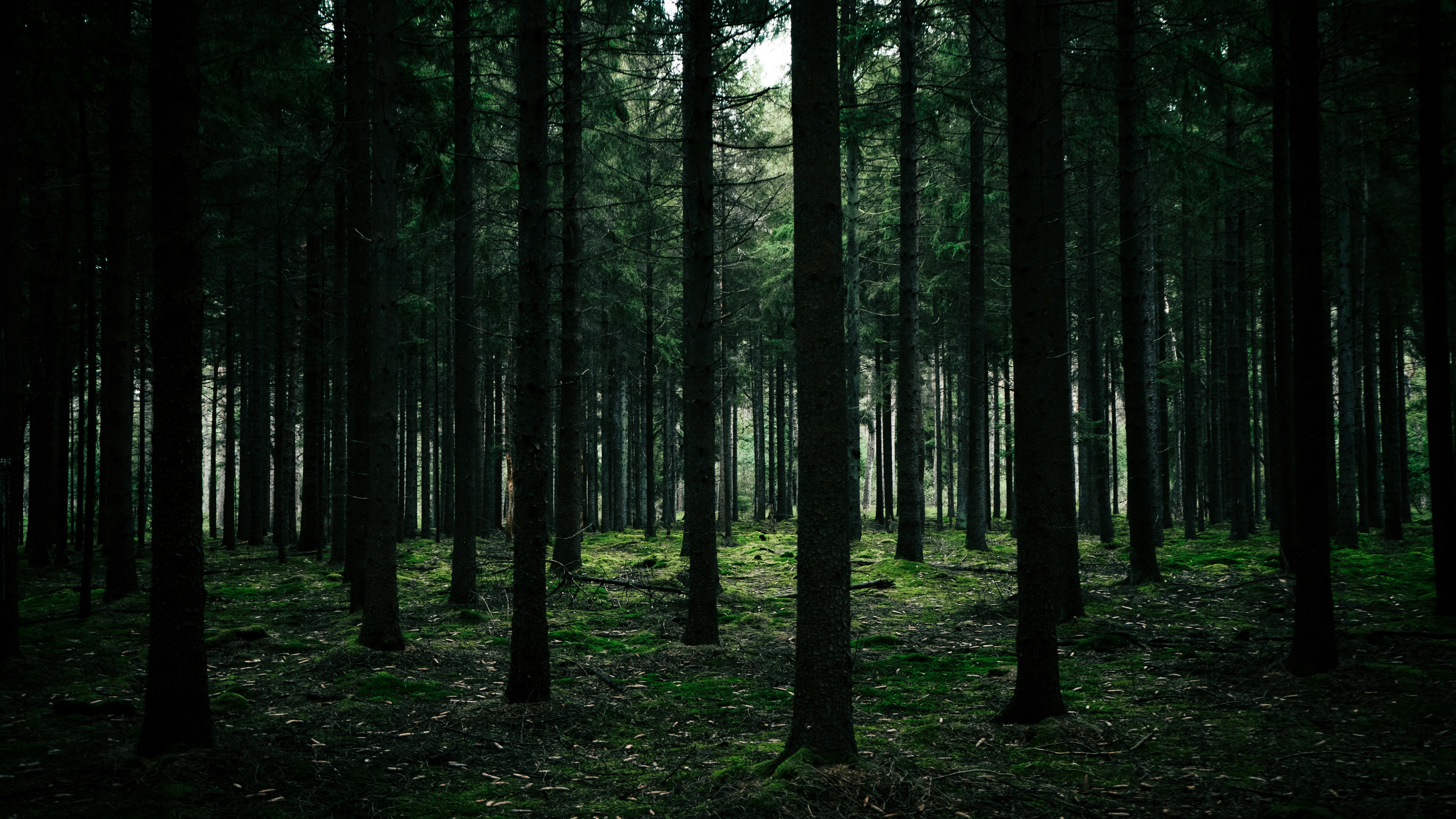 dark forest view