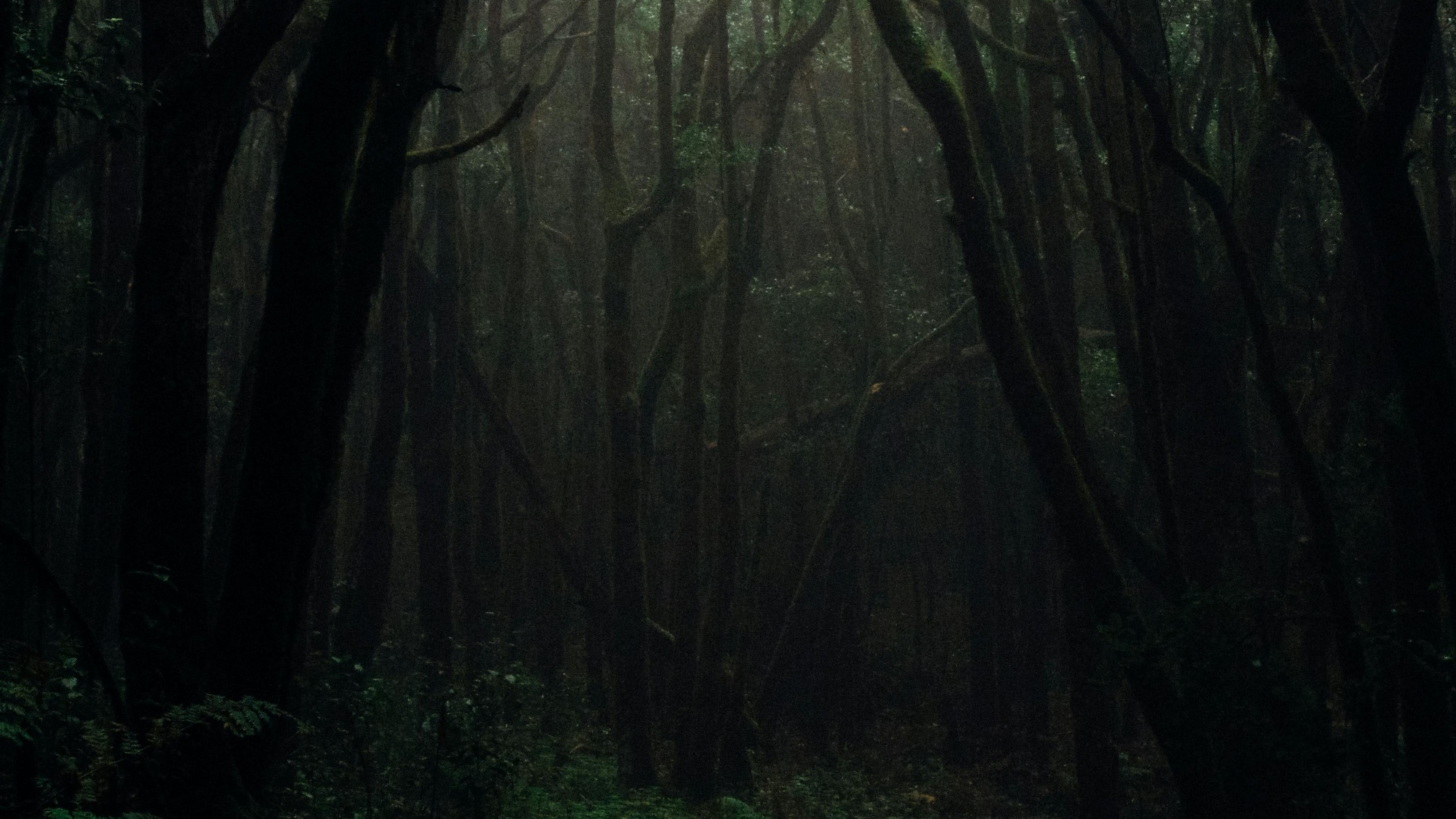dark green tangled forest
