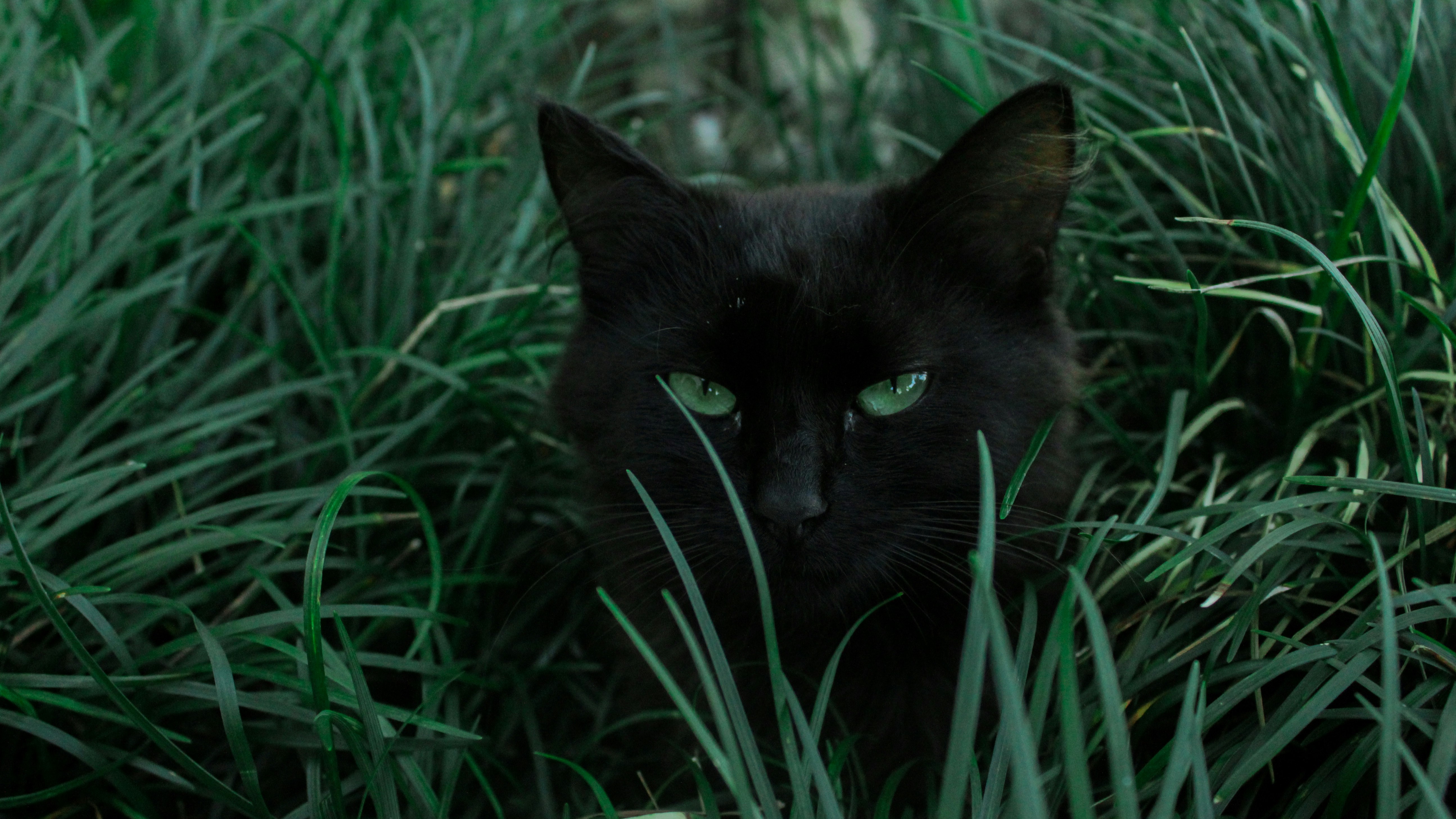 black cat in green grass