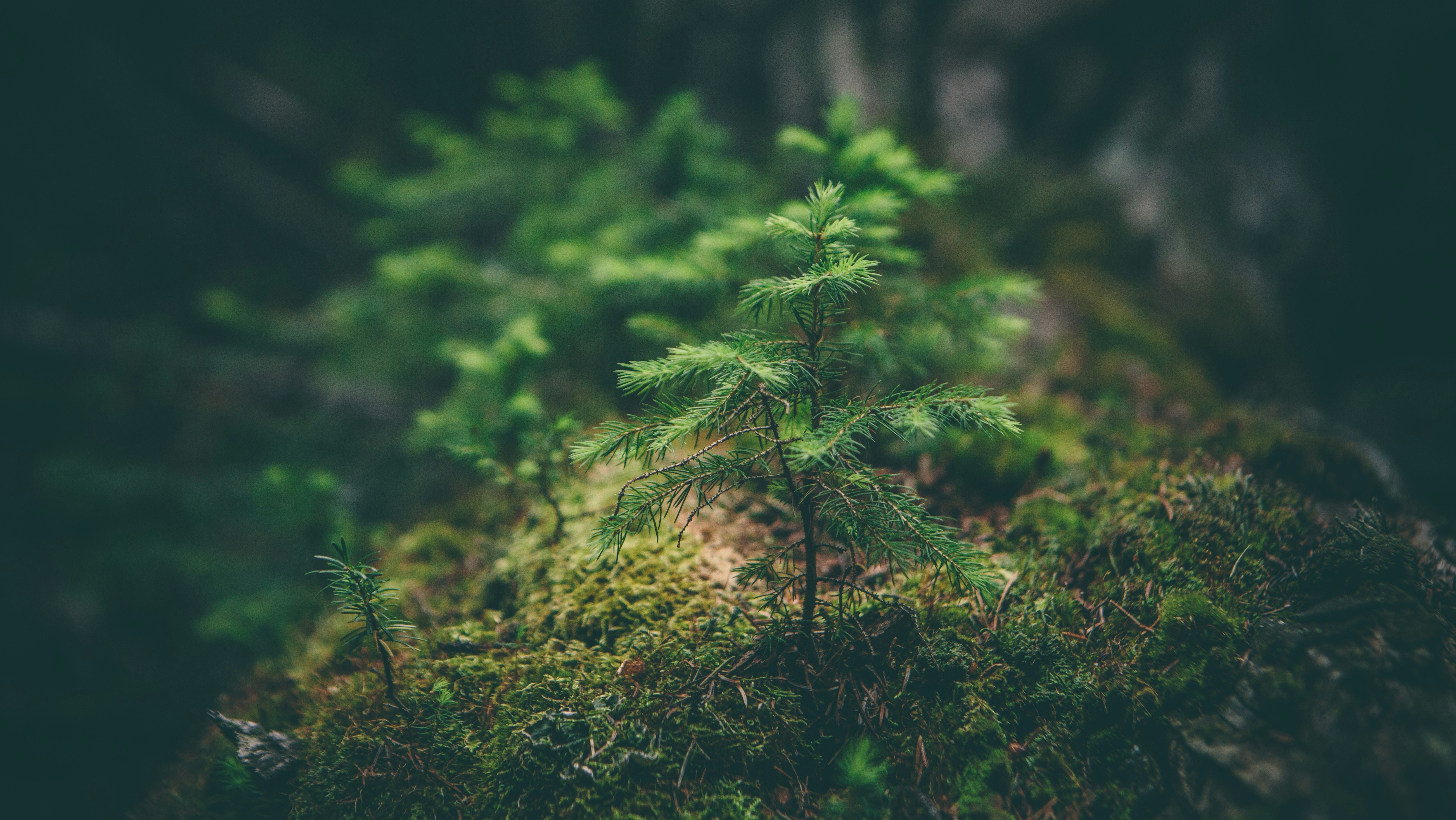 small spruce growing out of forest floor