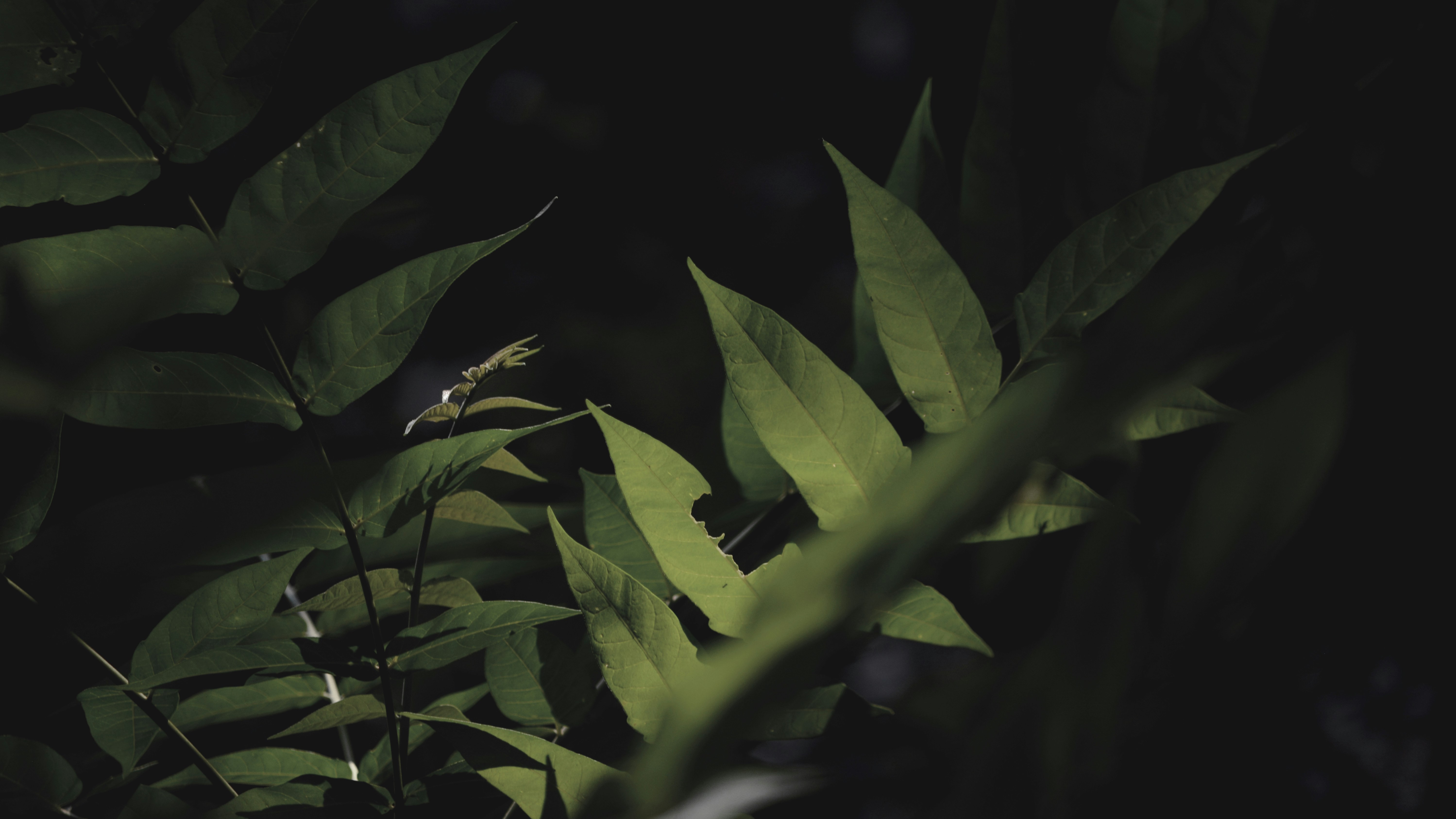 moody green branches and leaves on top of each other