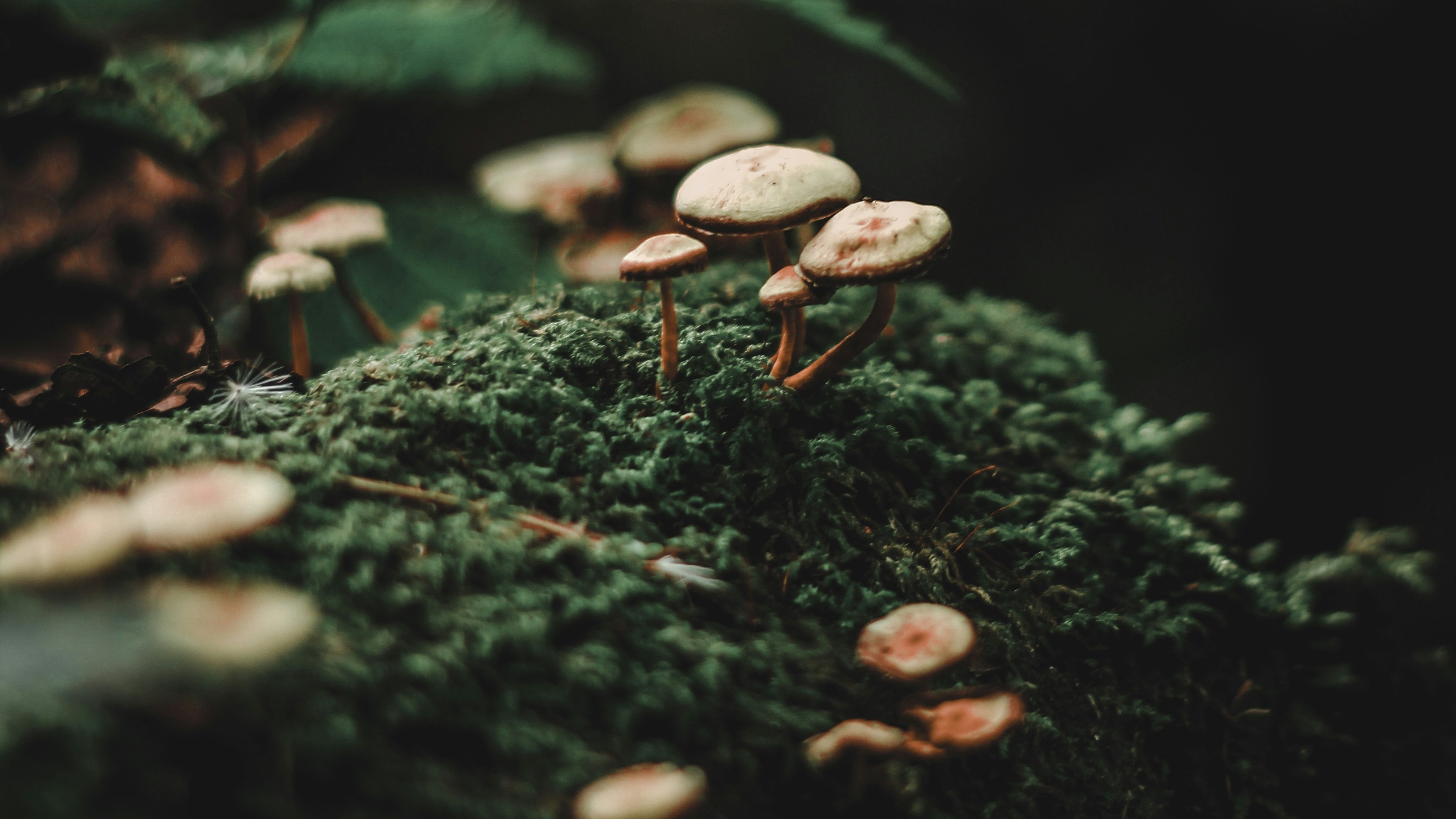 small white mushrooms growing out of mossy ground