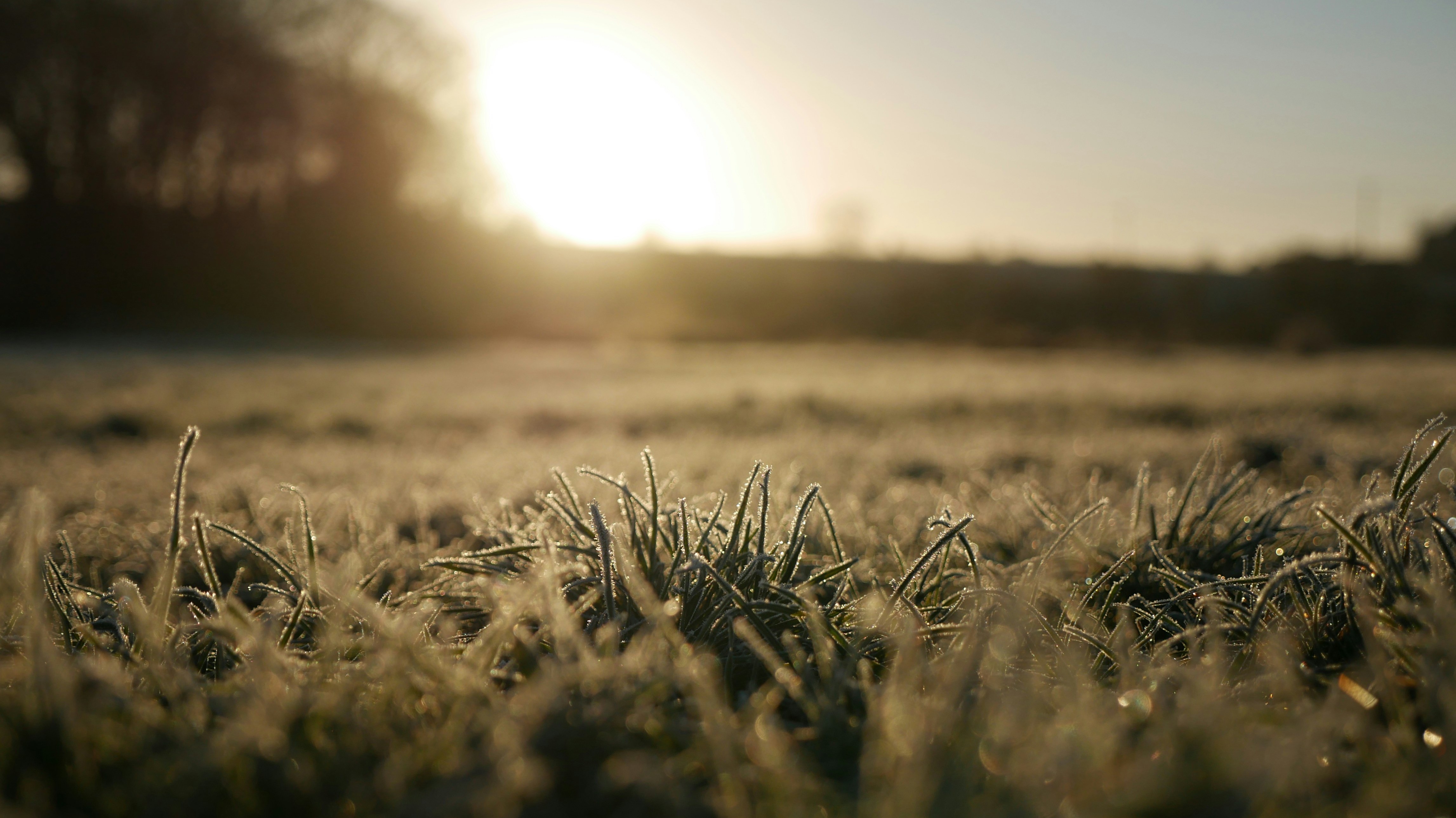 golden sunlight breaking over frosted grass