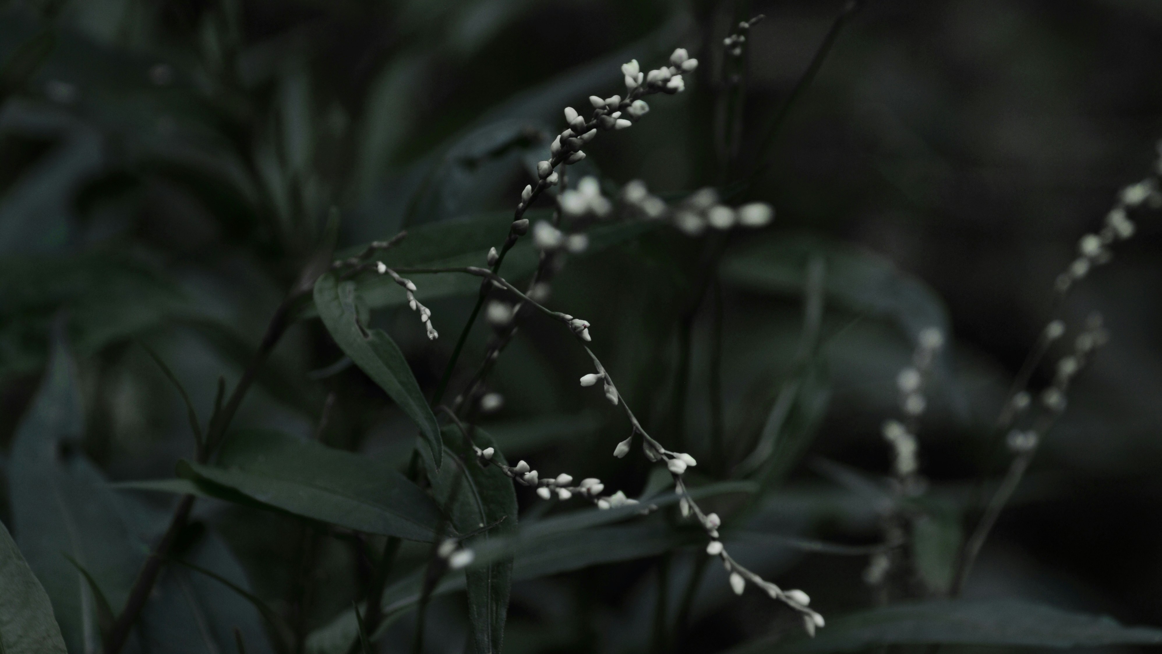 small white flowers on a dark green background