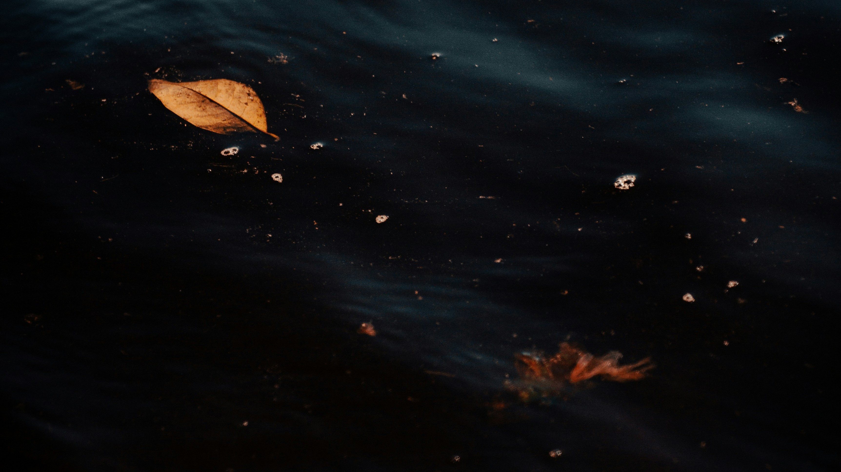autumn leaves floating in dark water