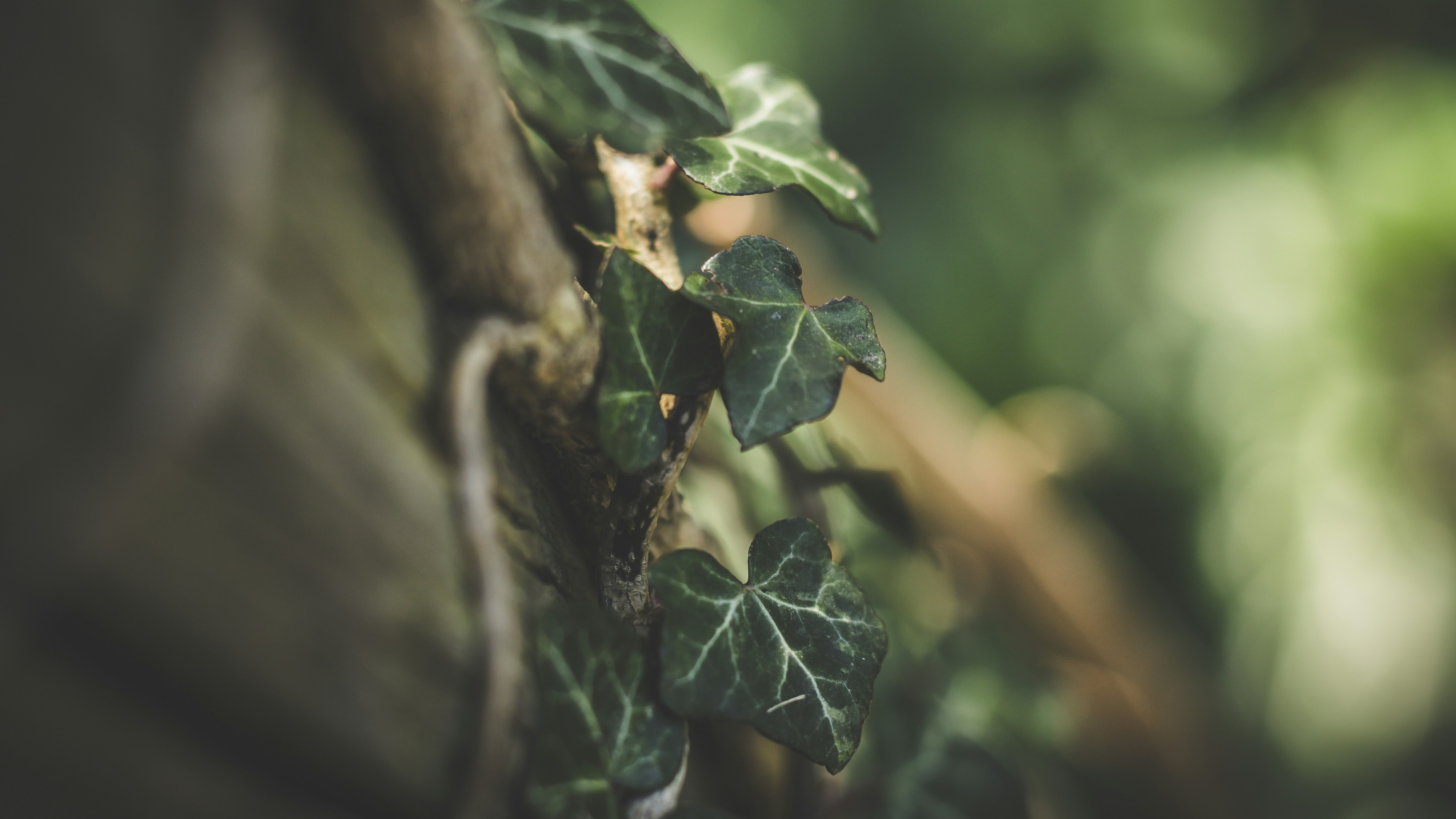 ivy coiling around tree