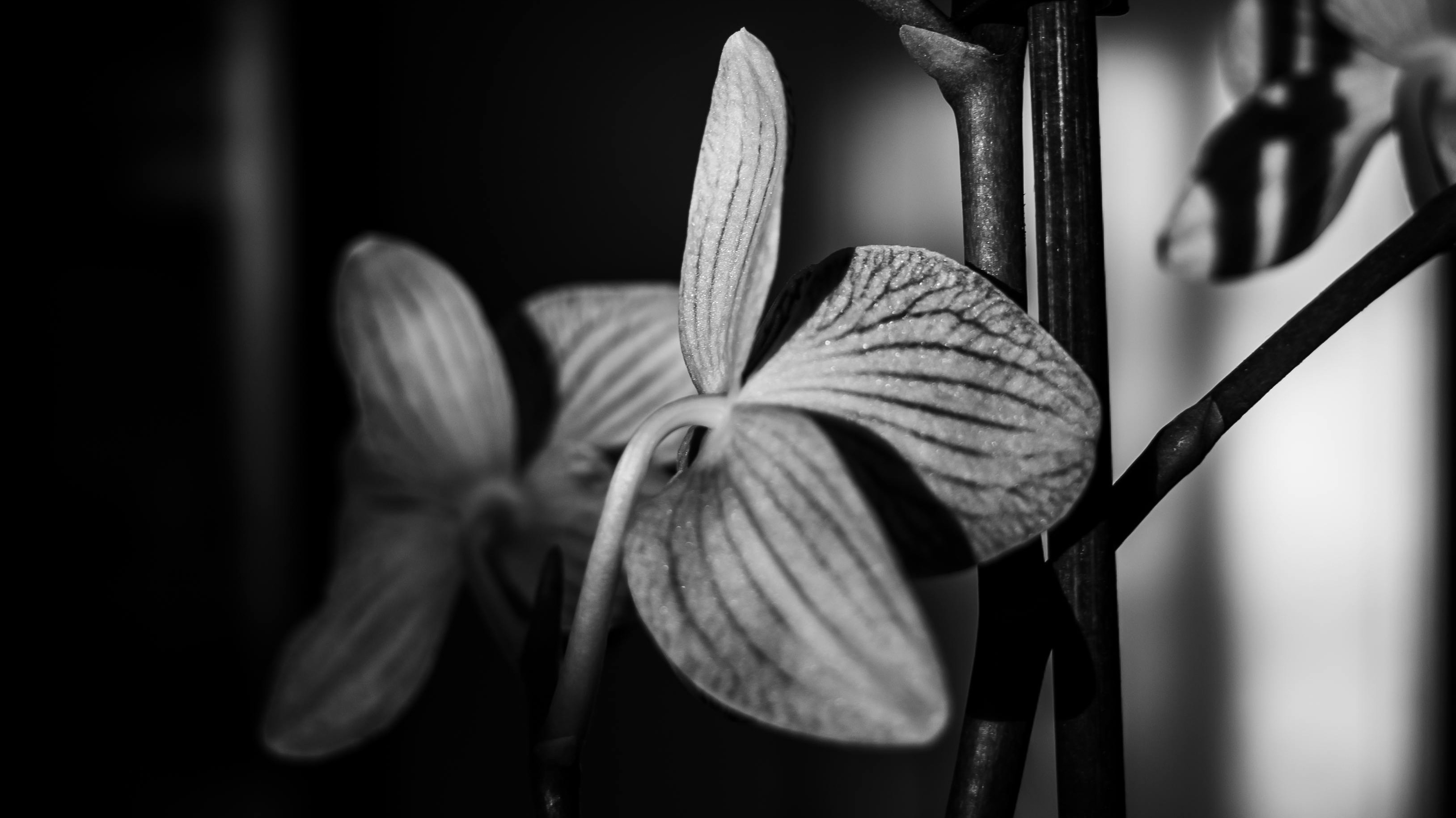 b&w orchids