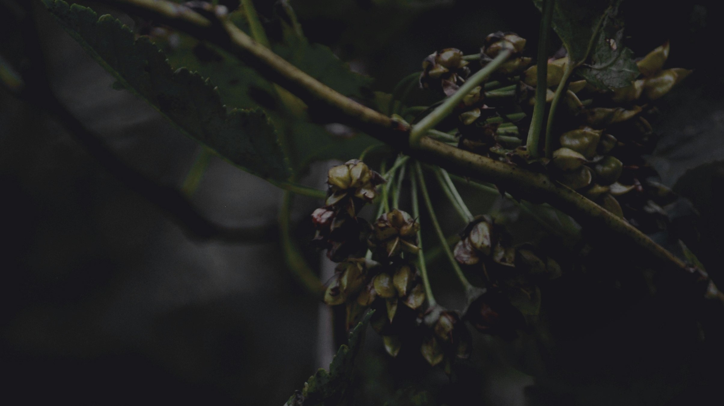 dark moody florals draping down in forest