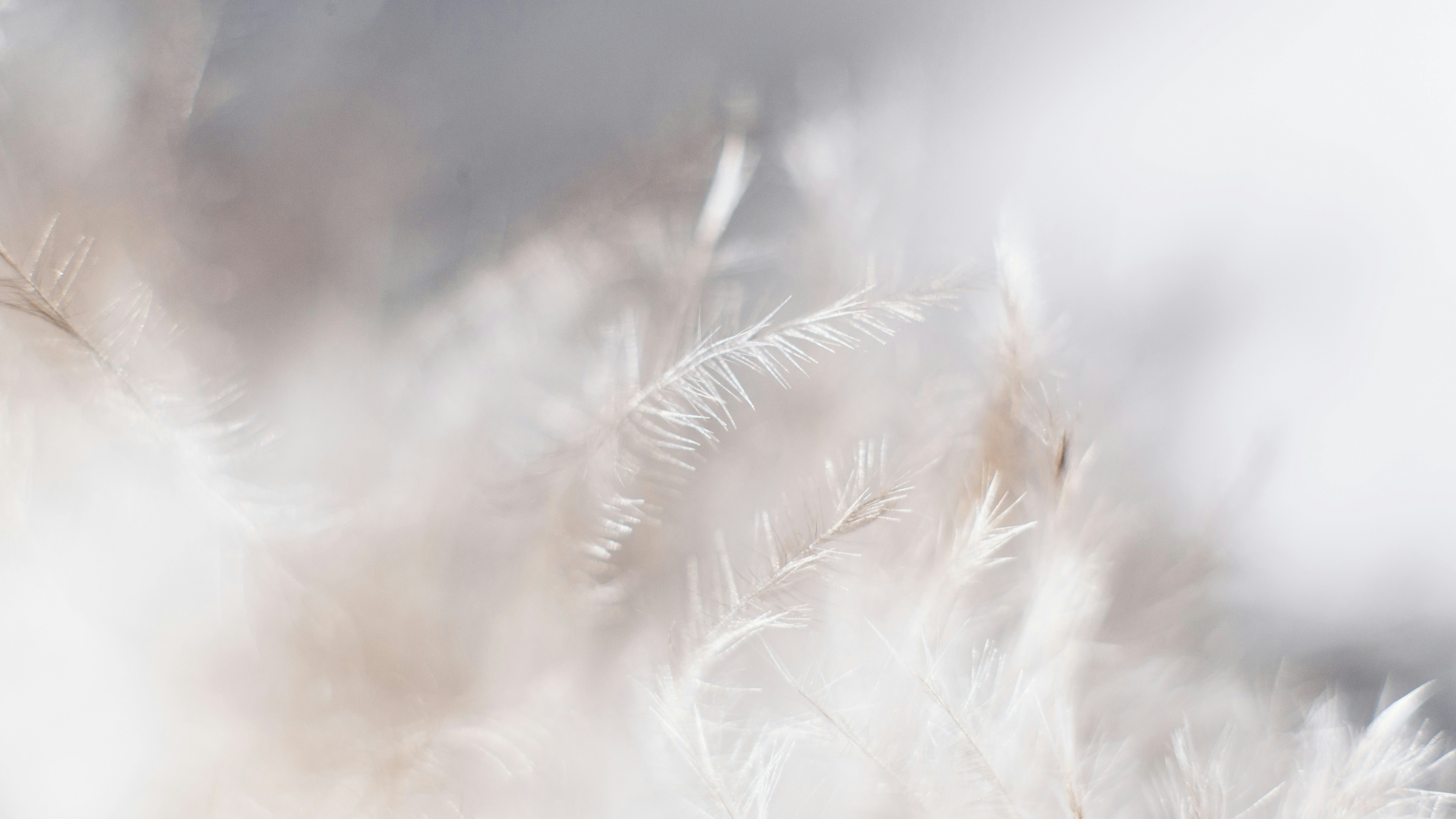 macro shot of white feathers