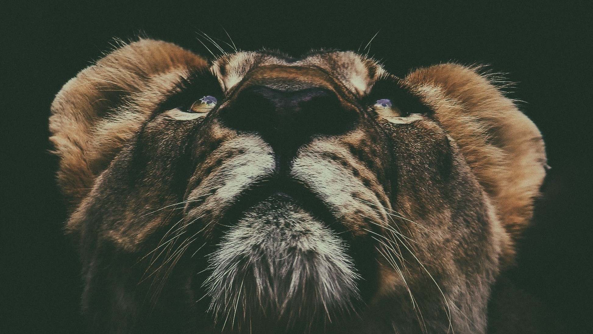 lion looking up at dark background