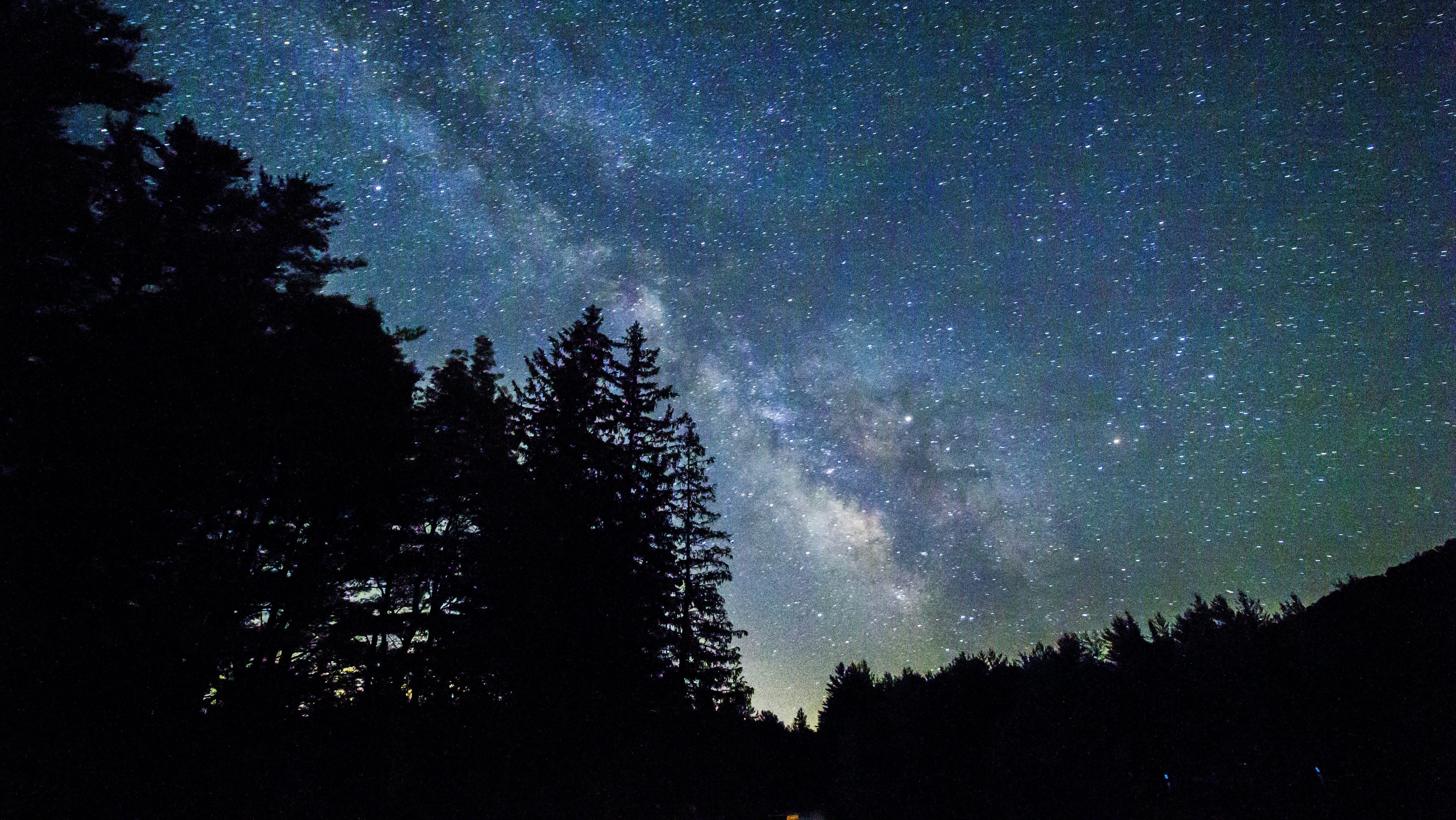 starry sky over trees