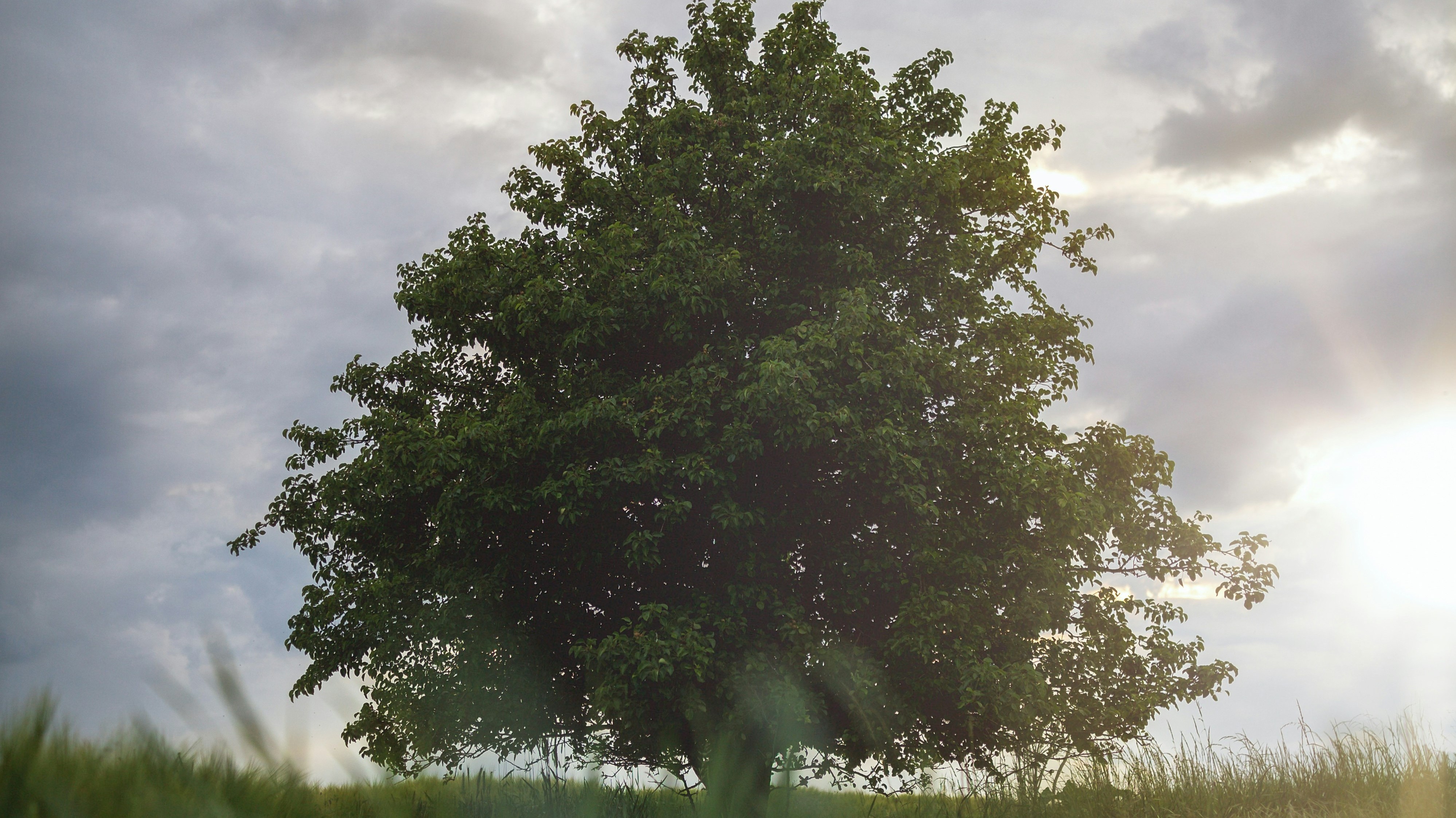 lone tree in a field against the sky
