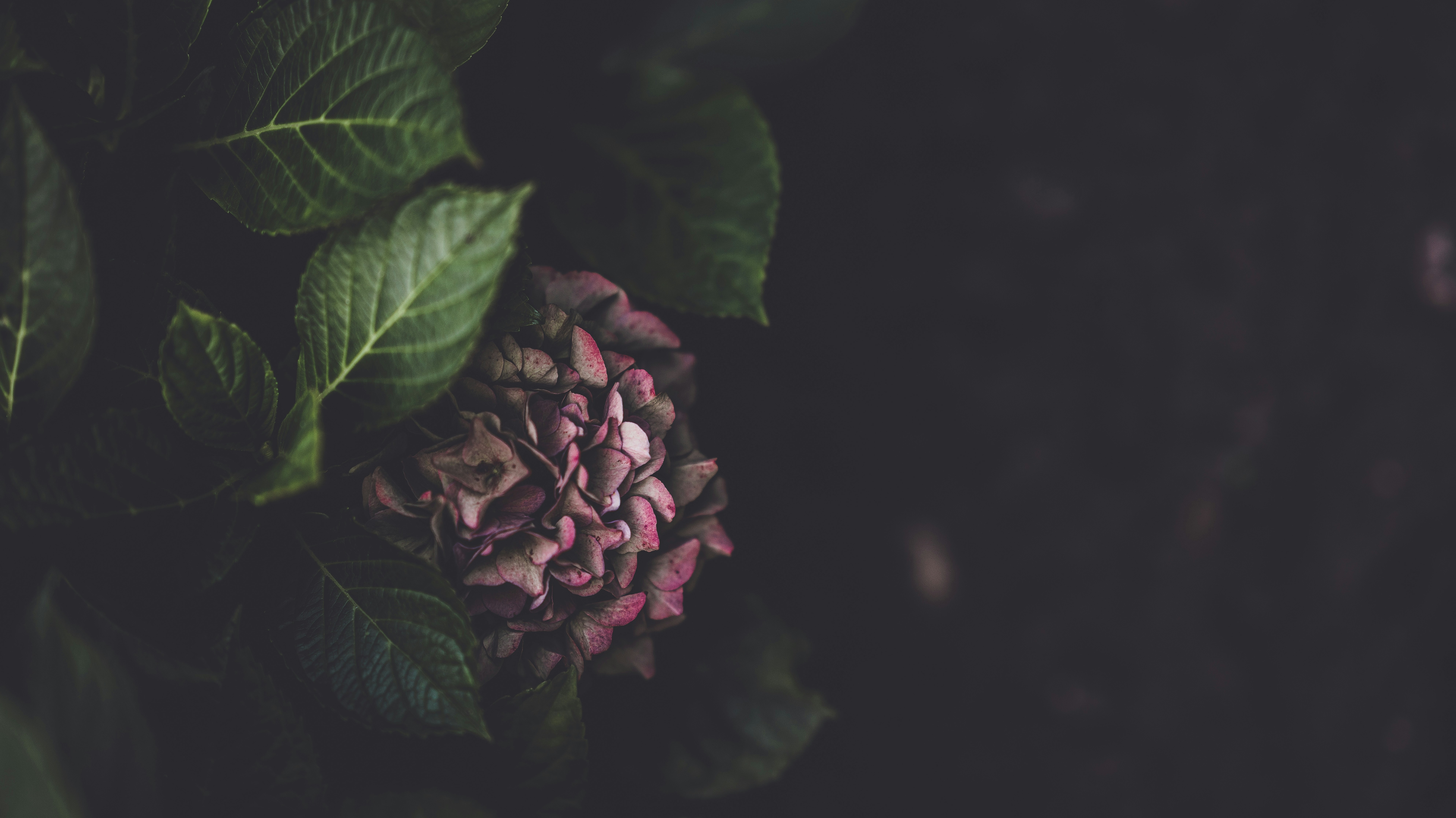 pink hydrangea peeking out of dark greenery