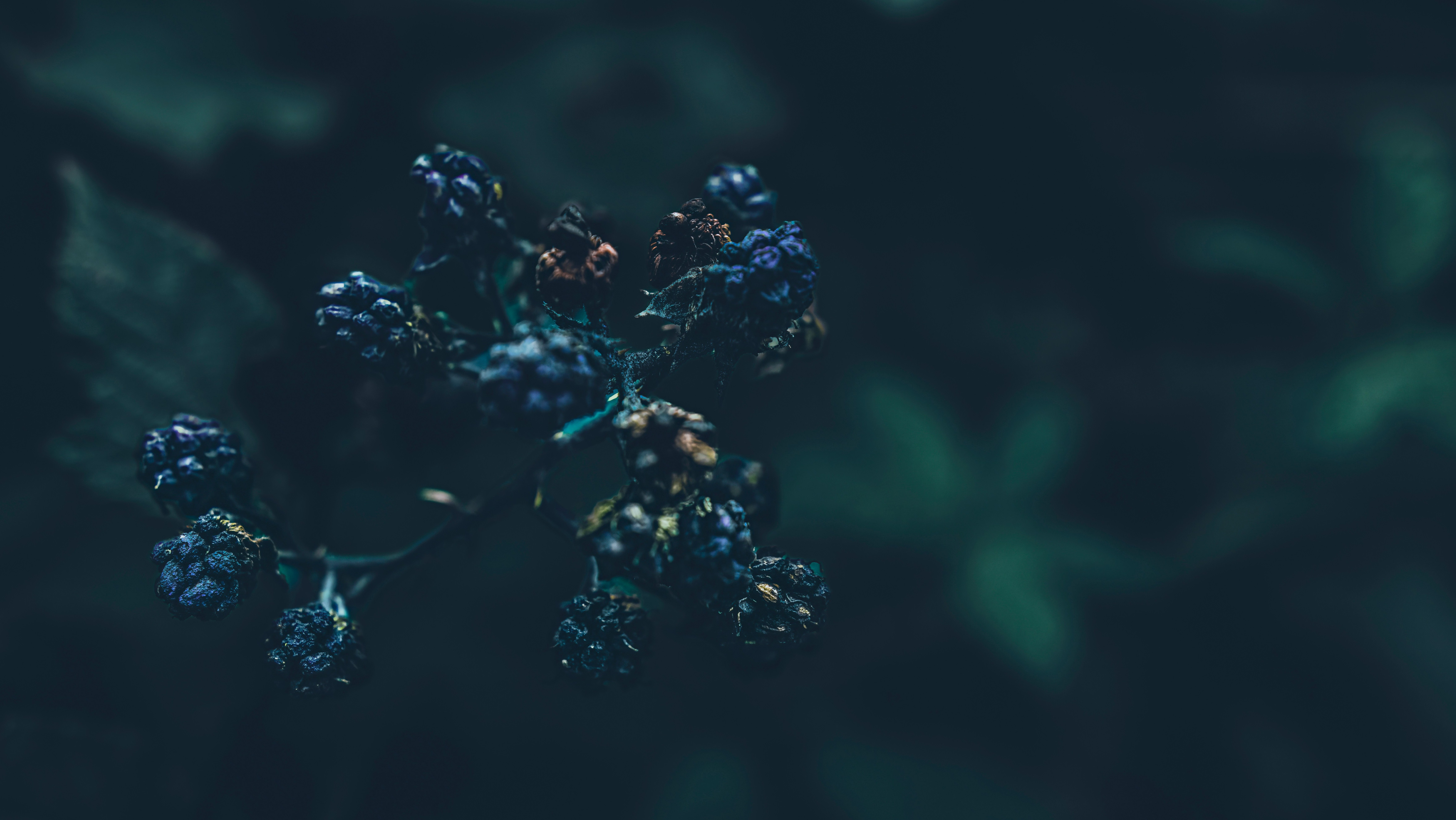 withered blackberries against a dark green background