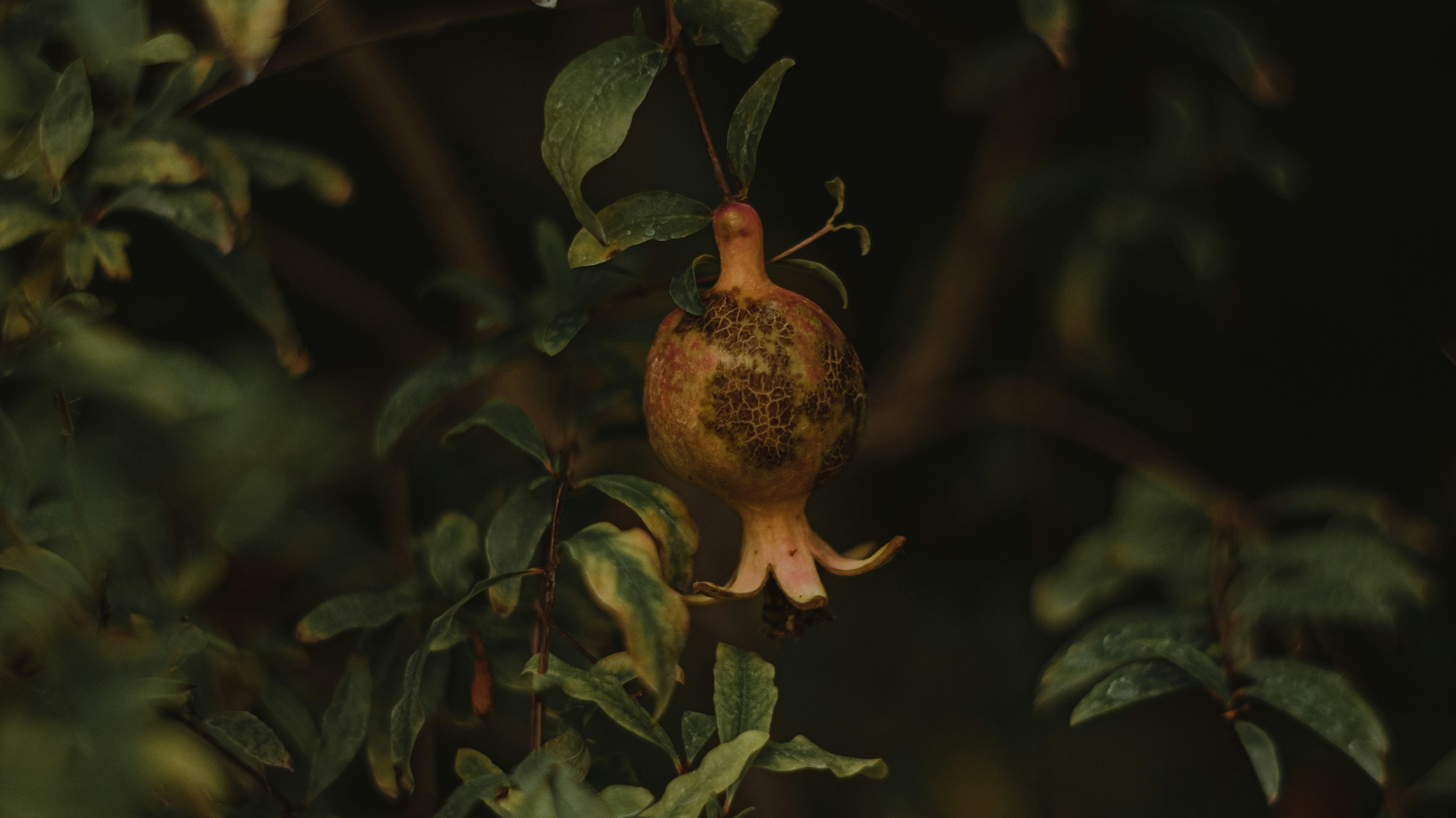 small browning fruit among dark foliage