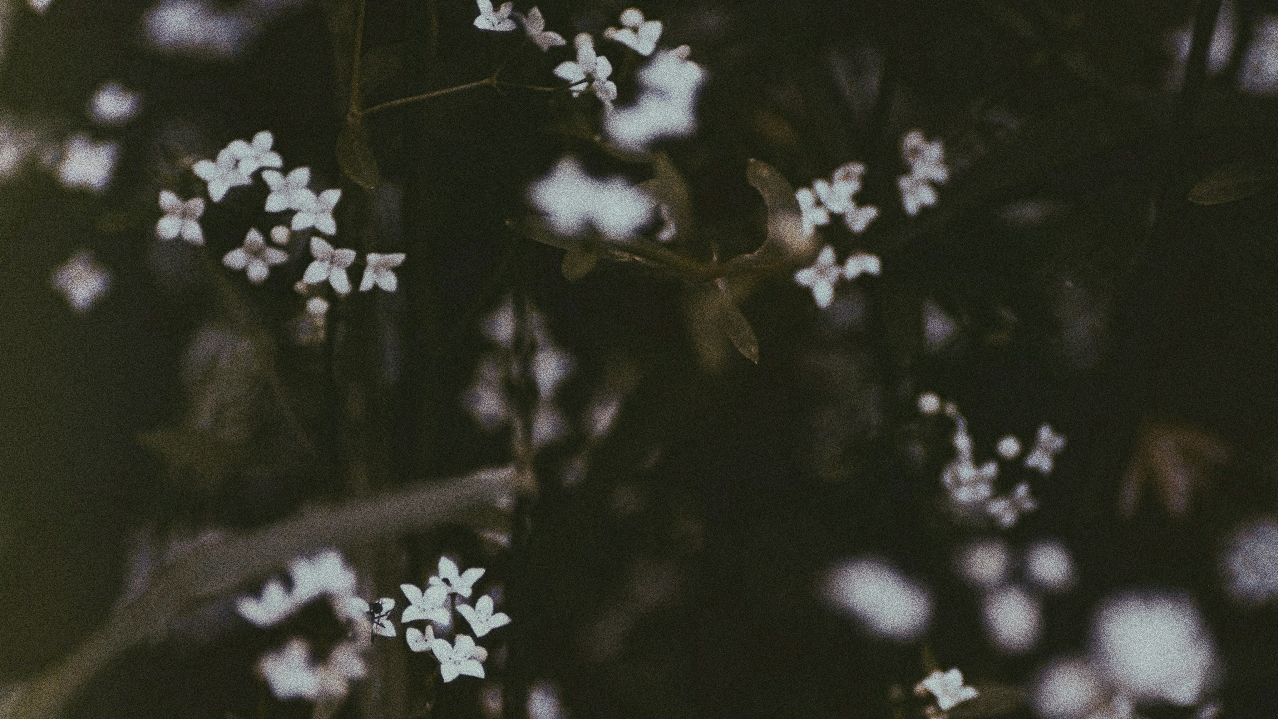 small white flowers against dark background