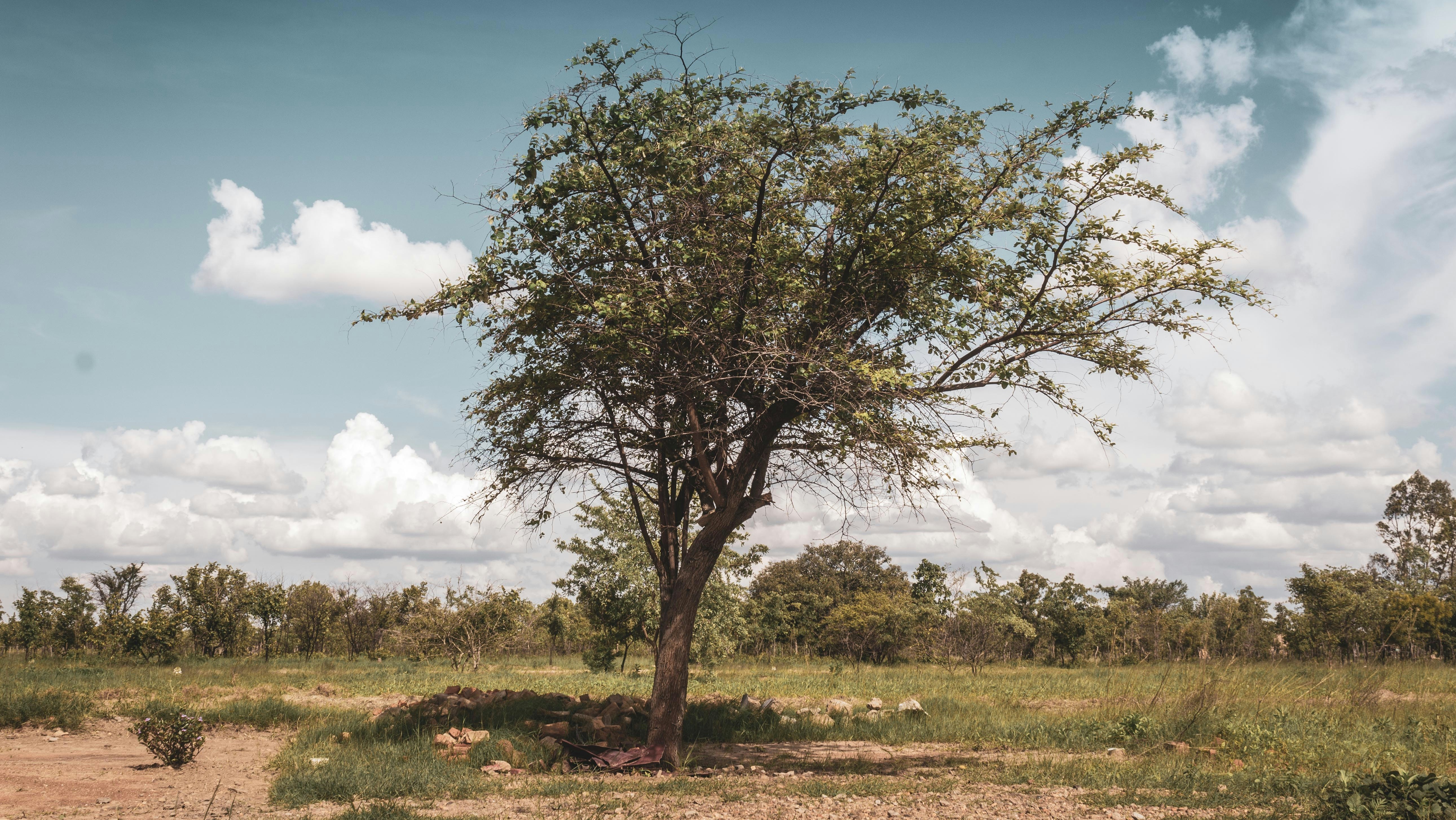 tree against landscape in zimbabwe