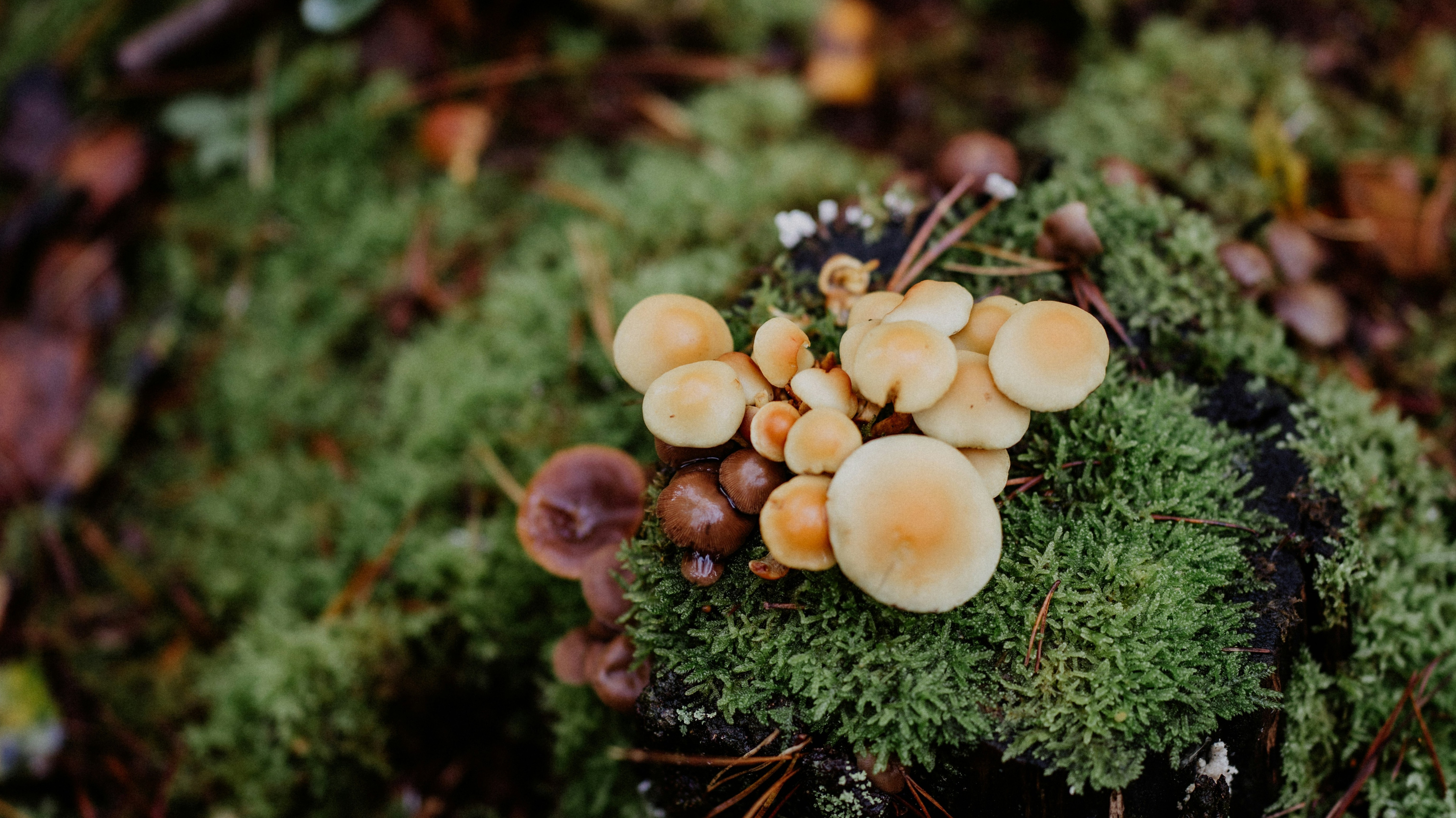 mushrooms rising out of green forest moss