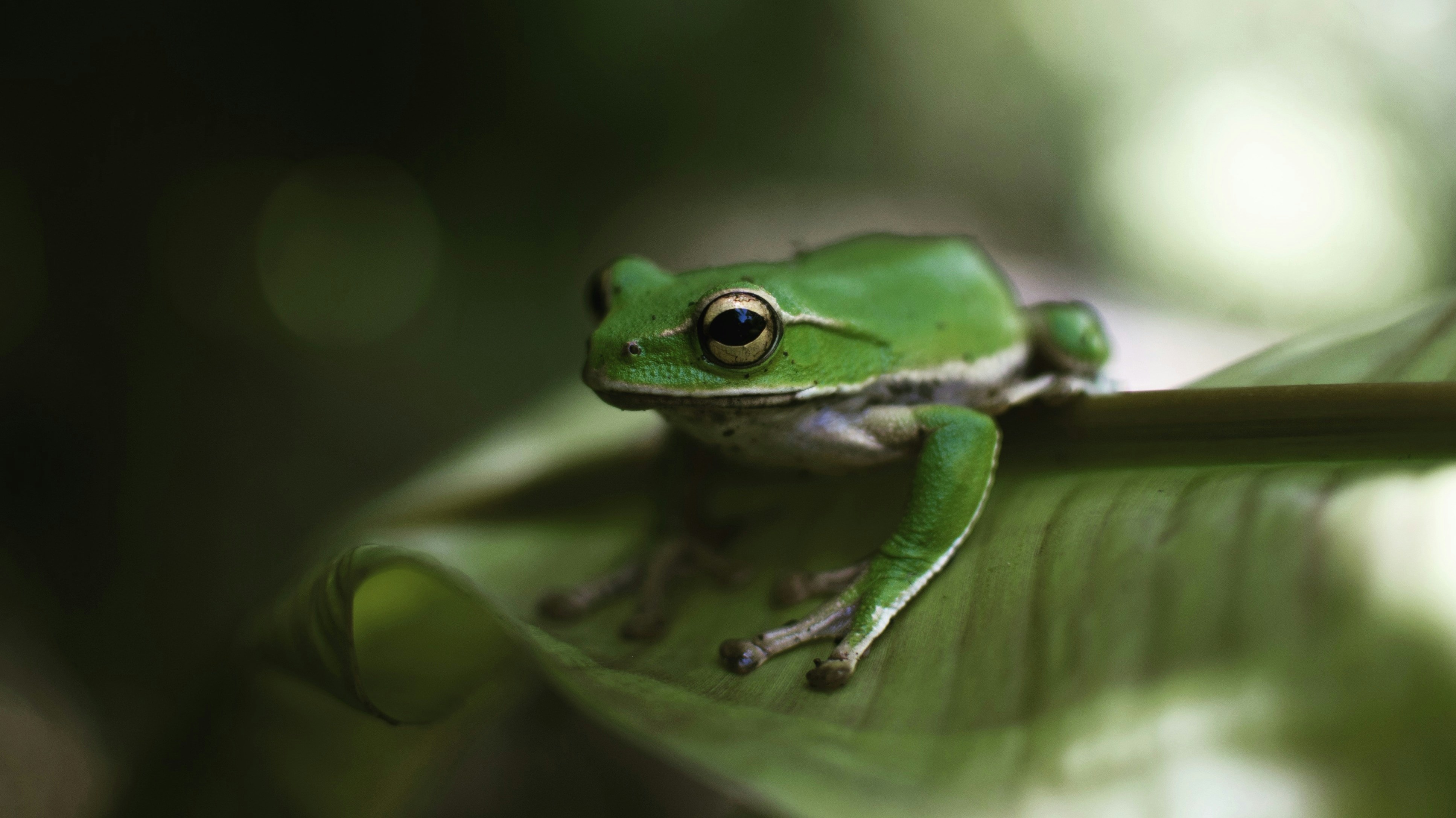 green frog sitting on a leaf