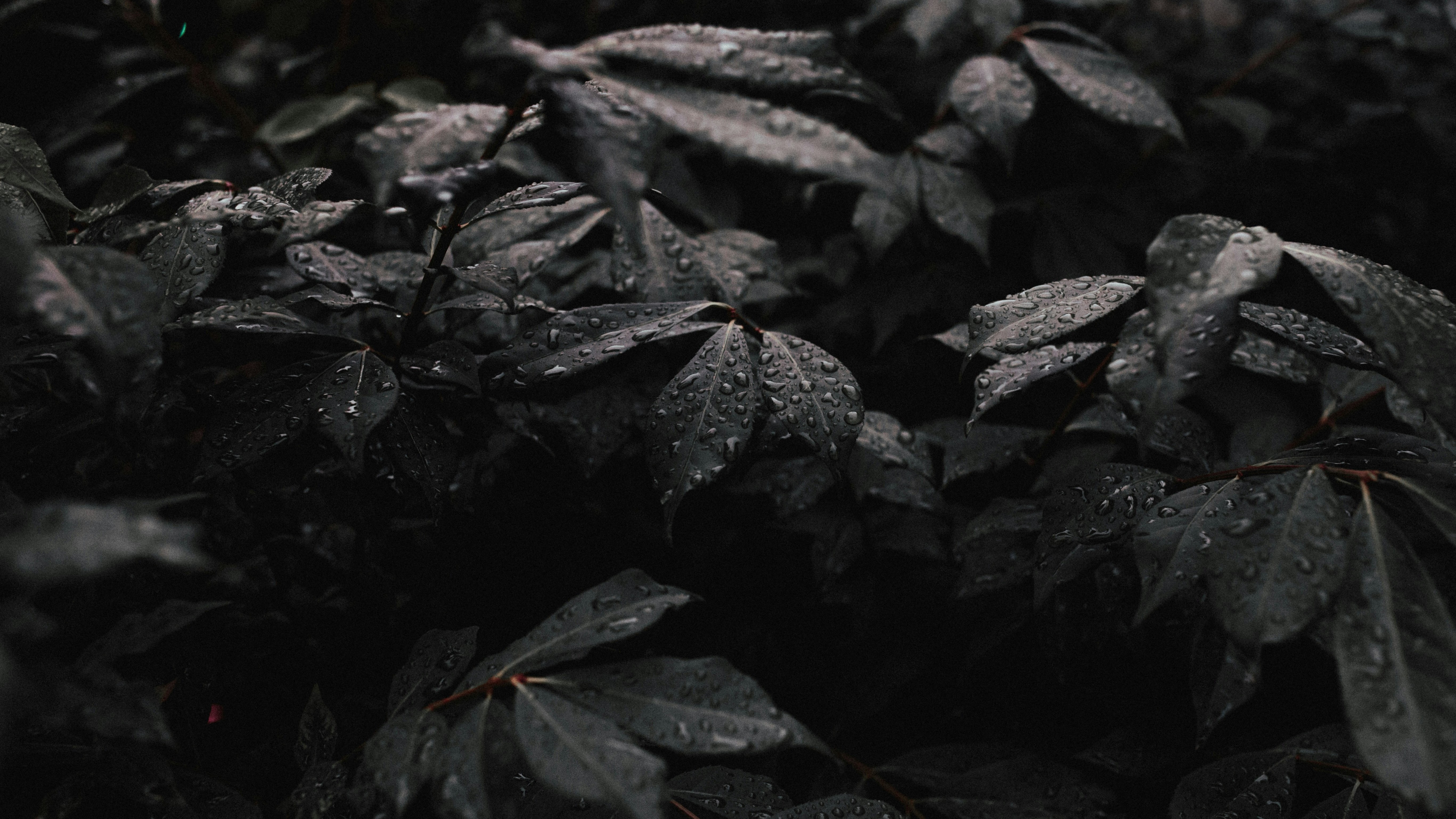 water drops on dark foliage