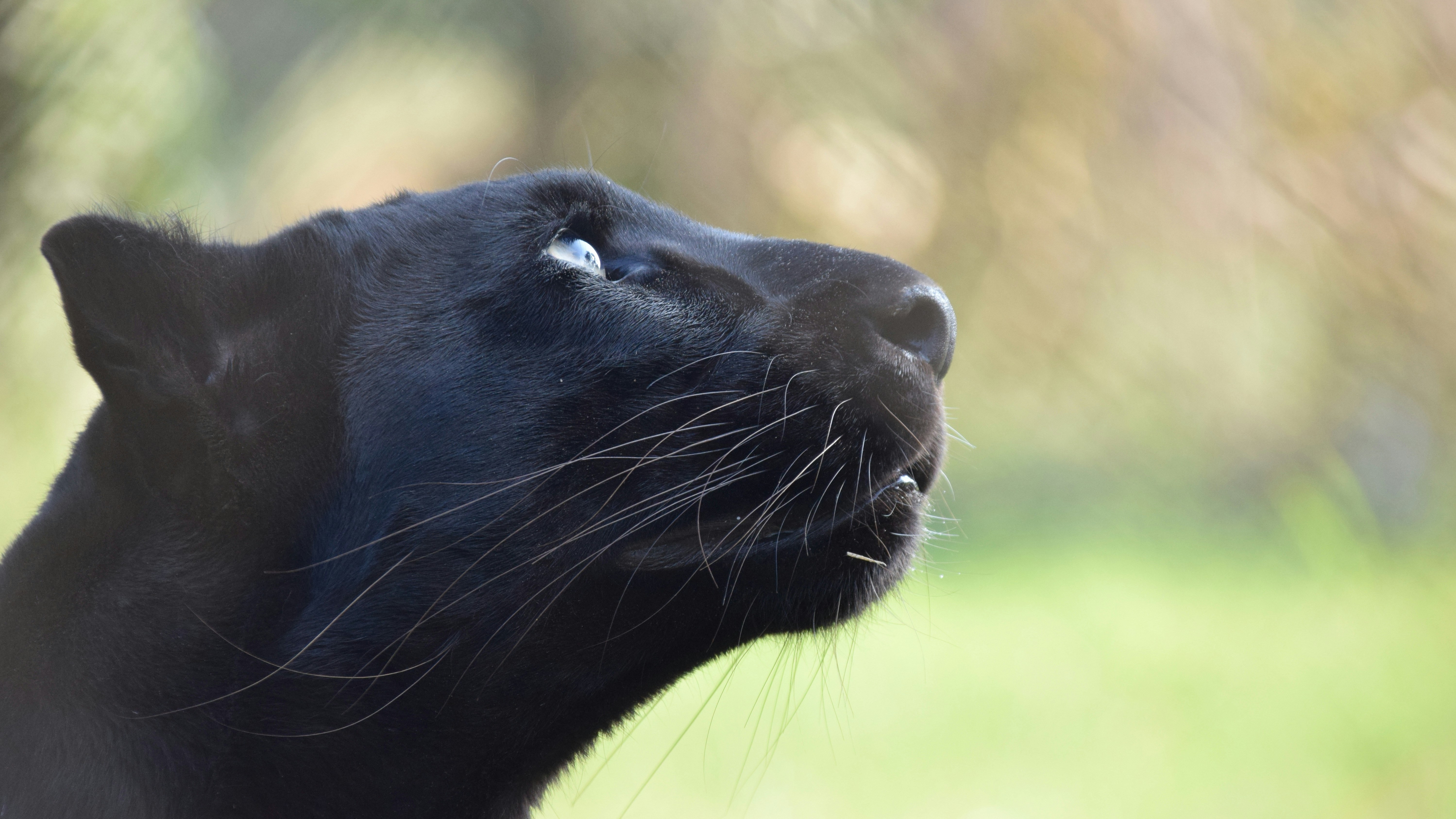 side portrait of black jaguar