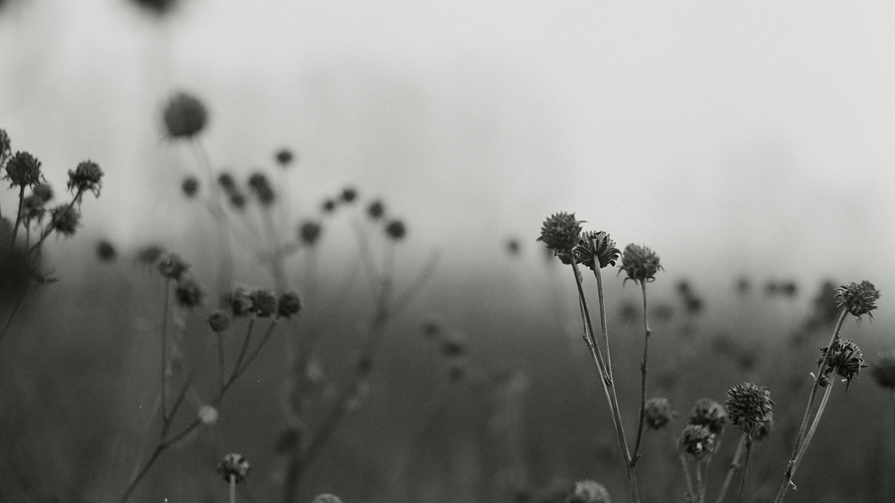 black and white flowers against a cloudy sky