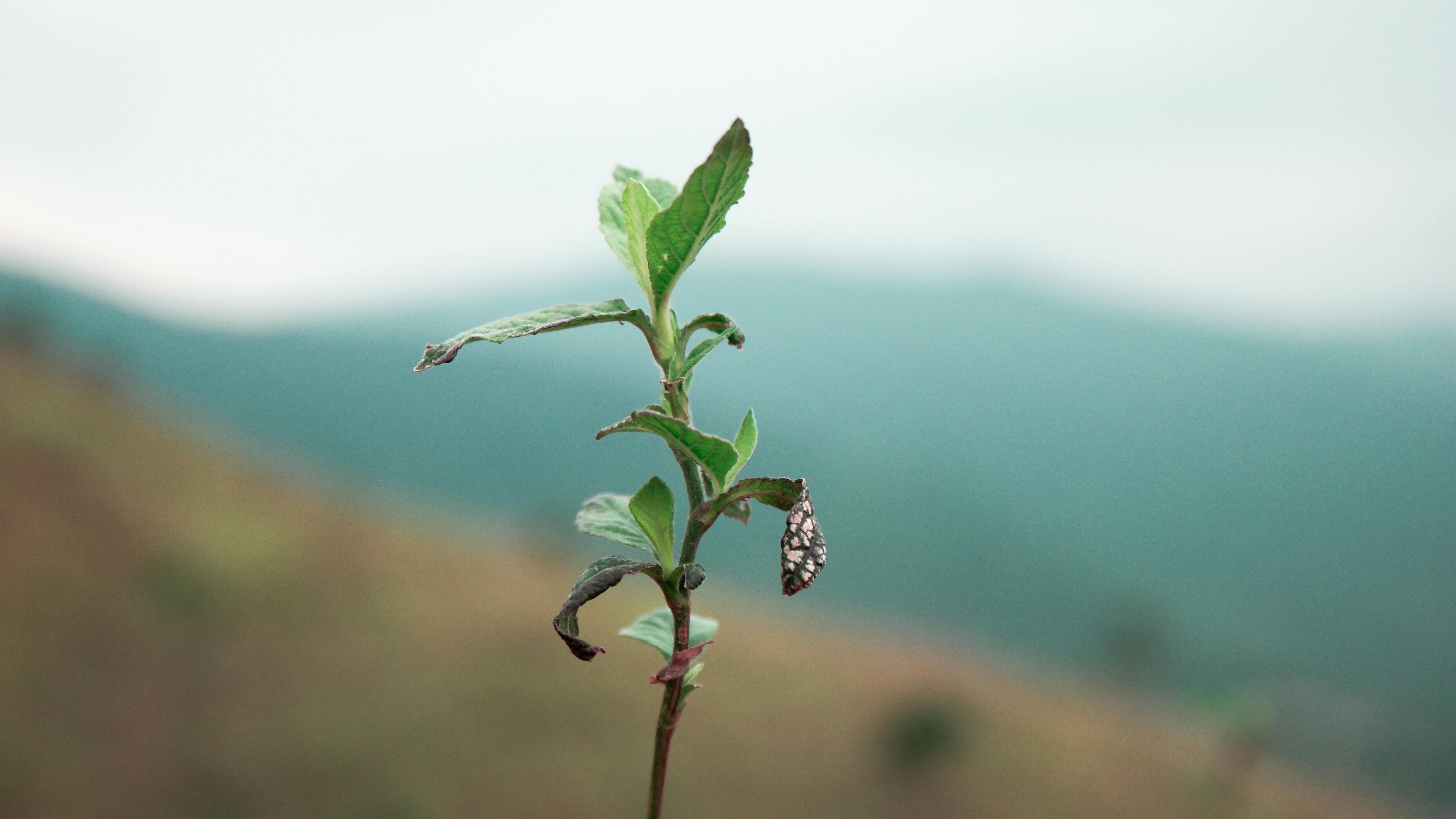 chrysalis hanging off lone green tendril with mountains in background