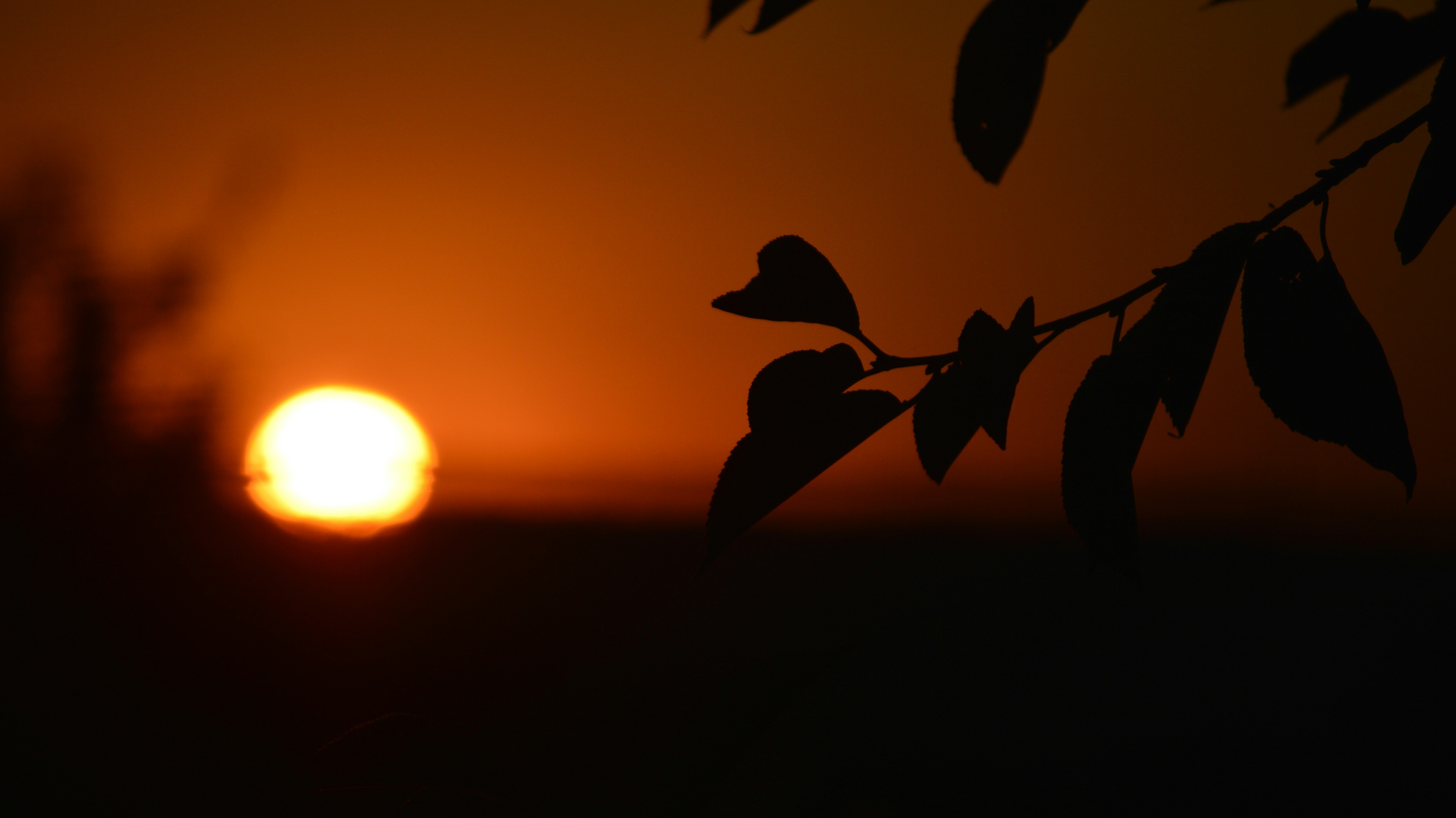 sunset and a tree branch against orange sky