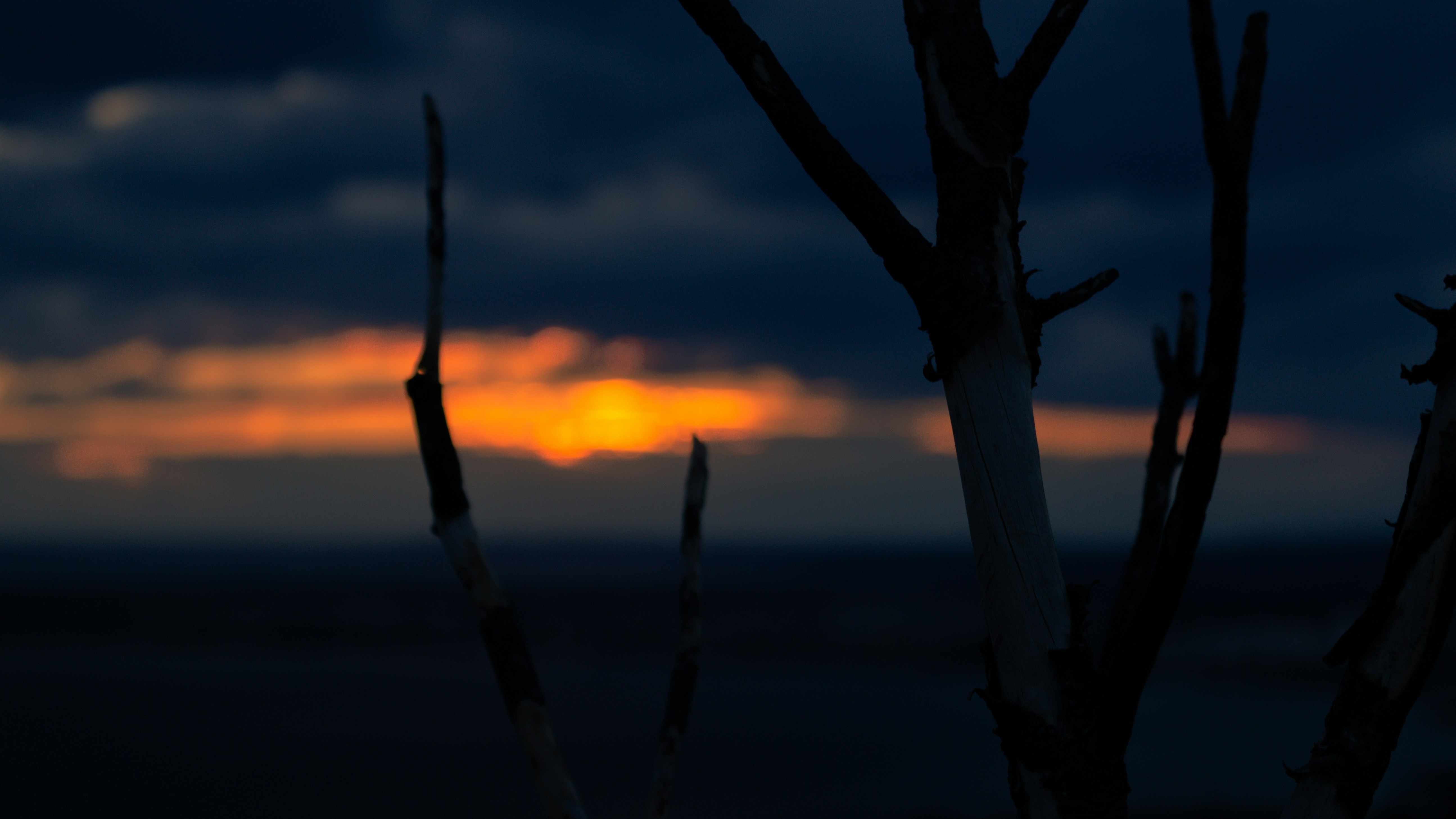 sunset through bare tree limbs
