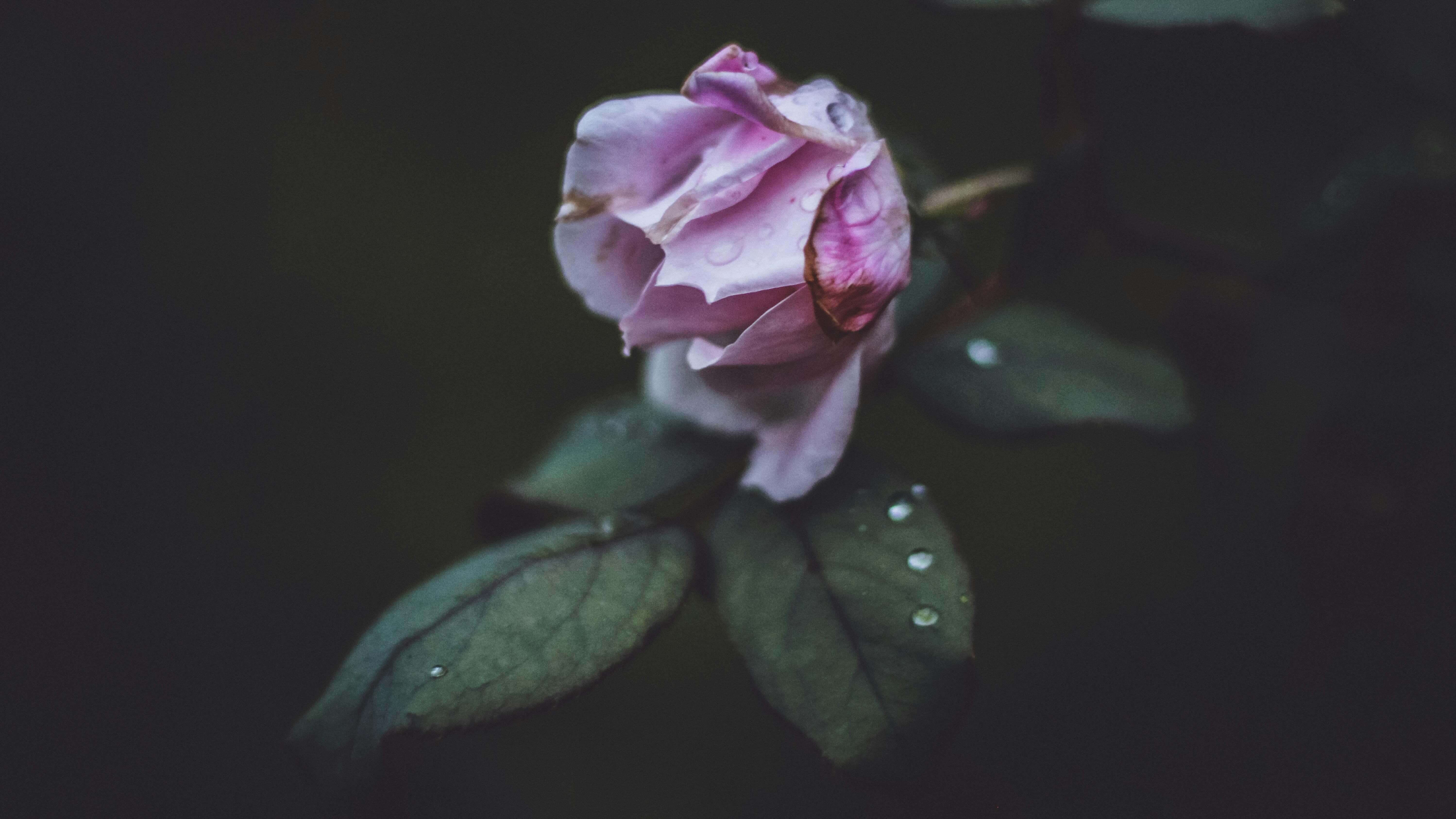 pink rose