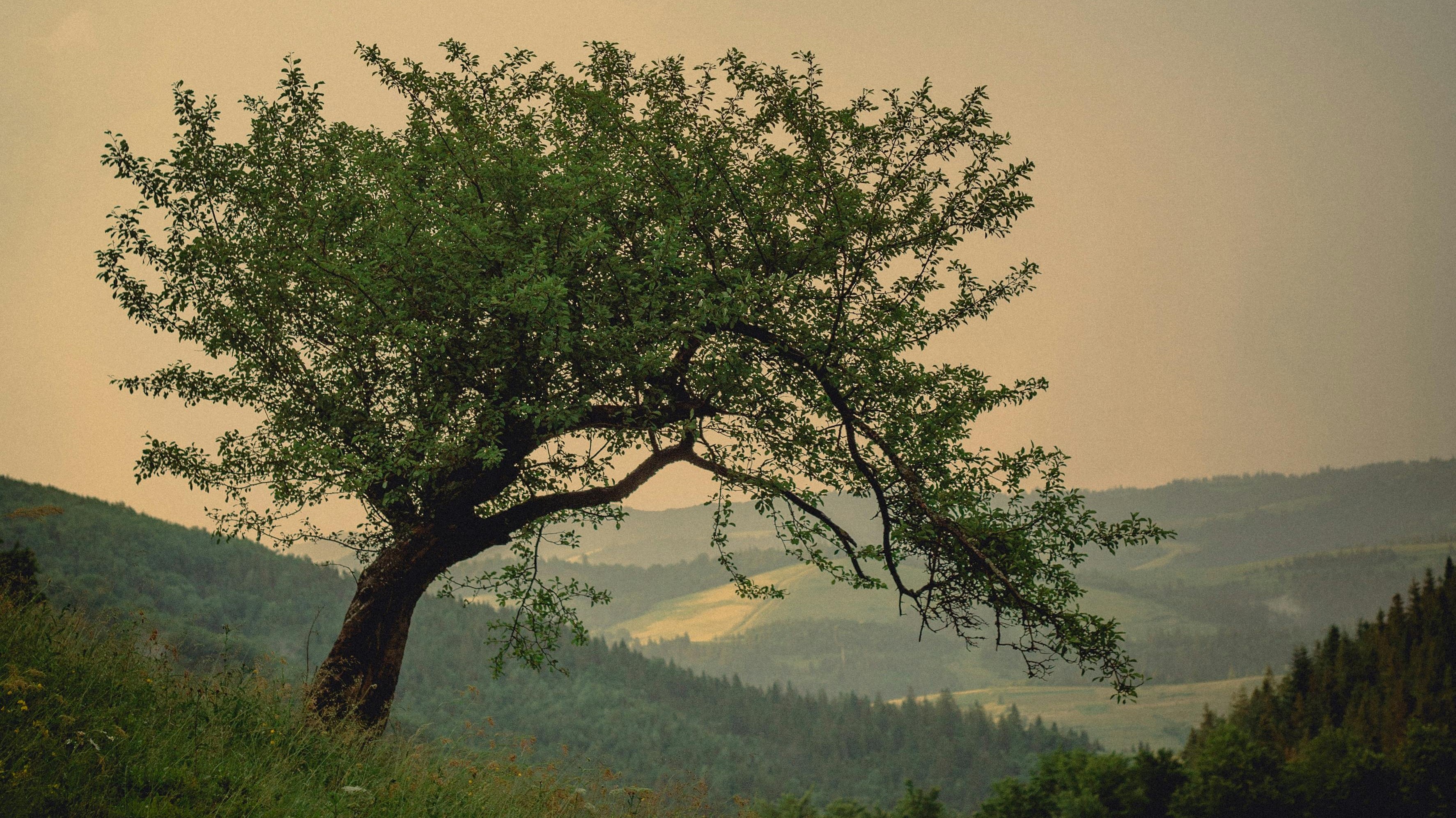 a tree leaning on a hillside in golden sunset