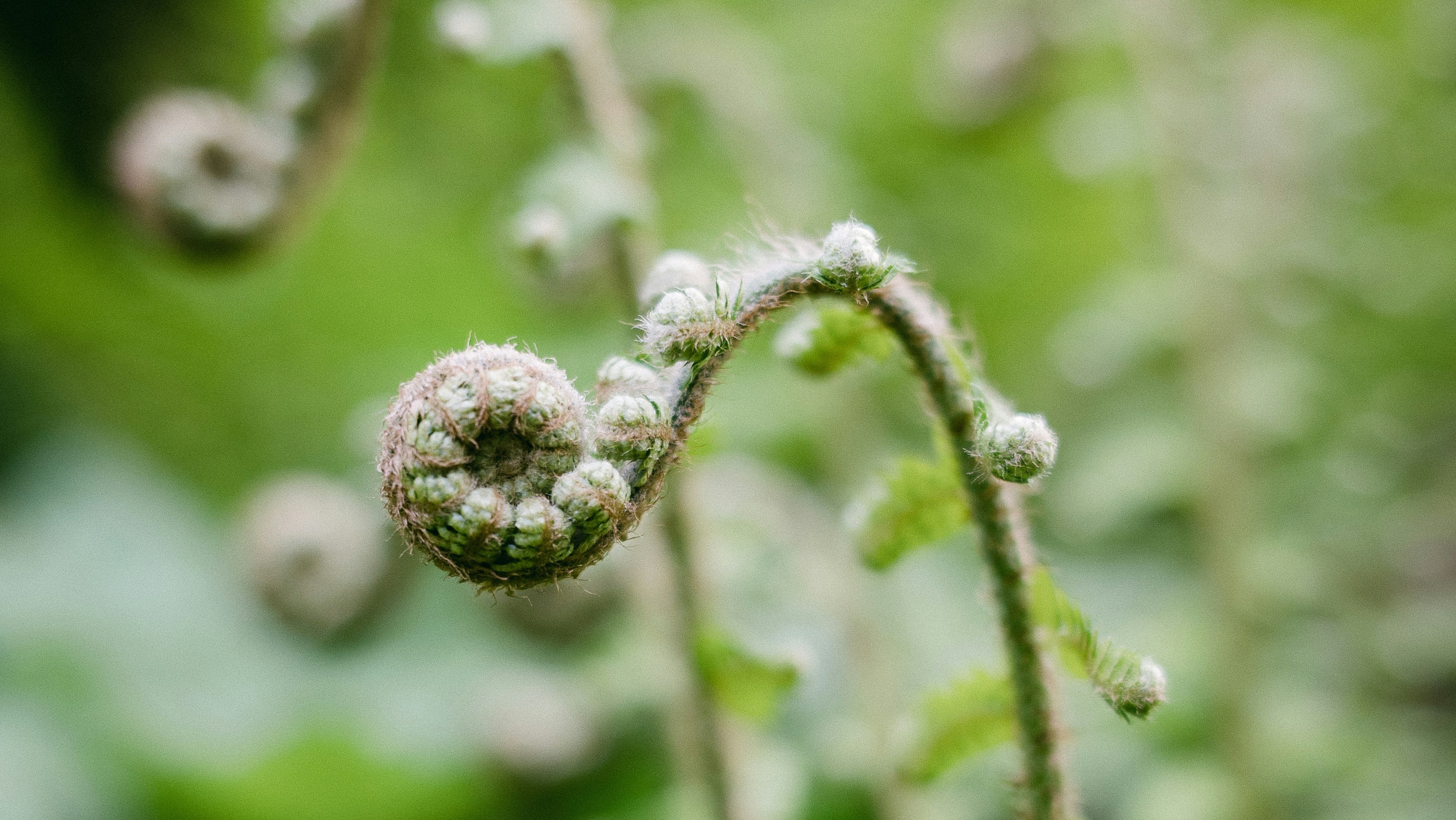 curling frond in the forest