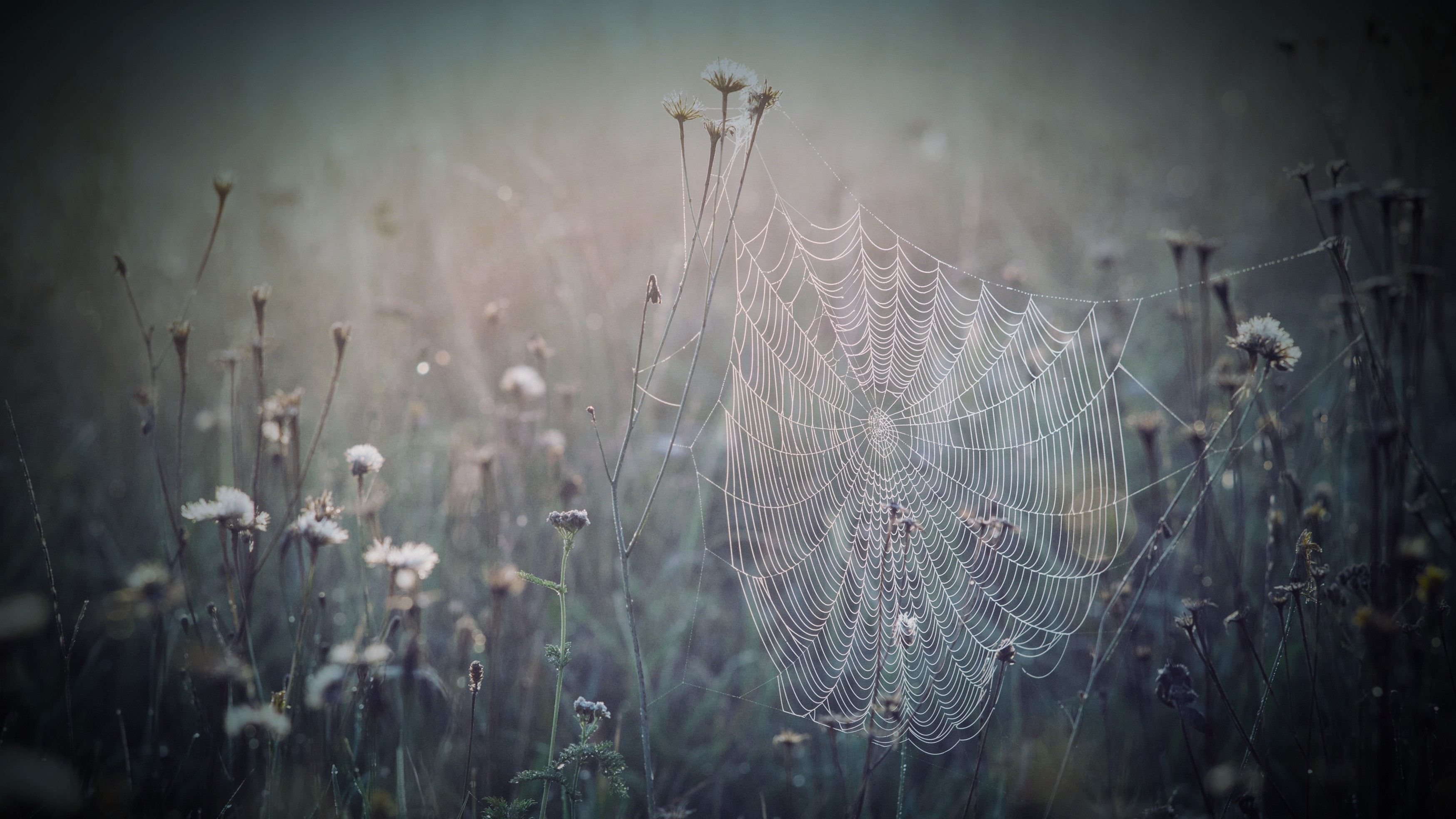 a spiderweb in a flower field in soft light