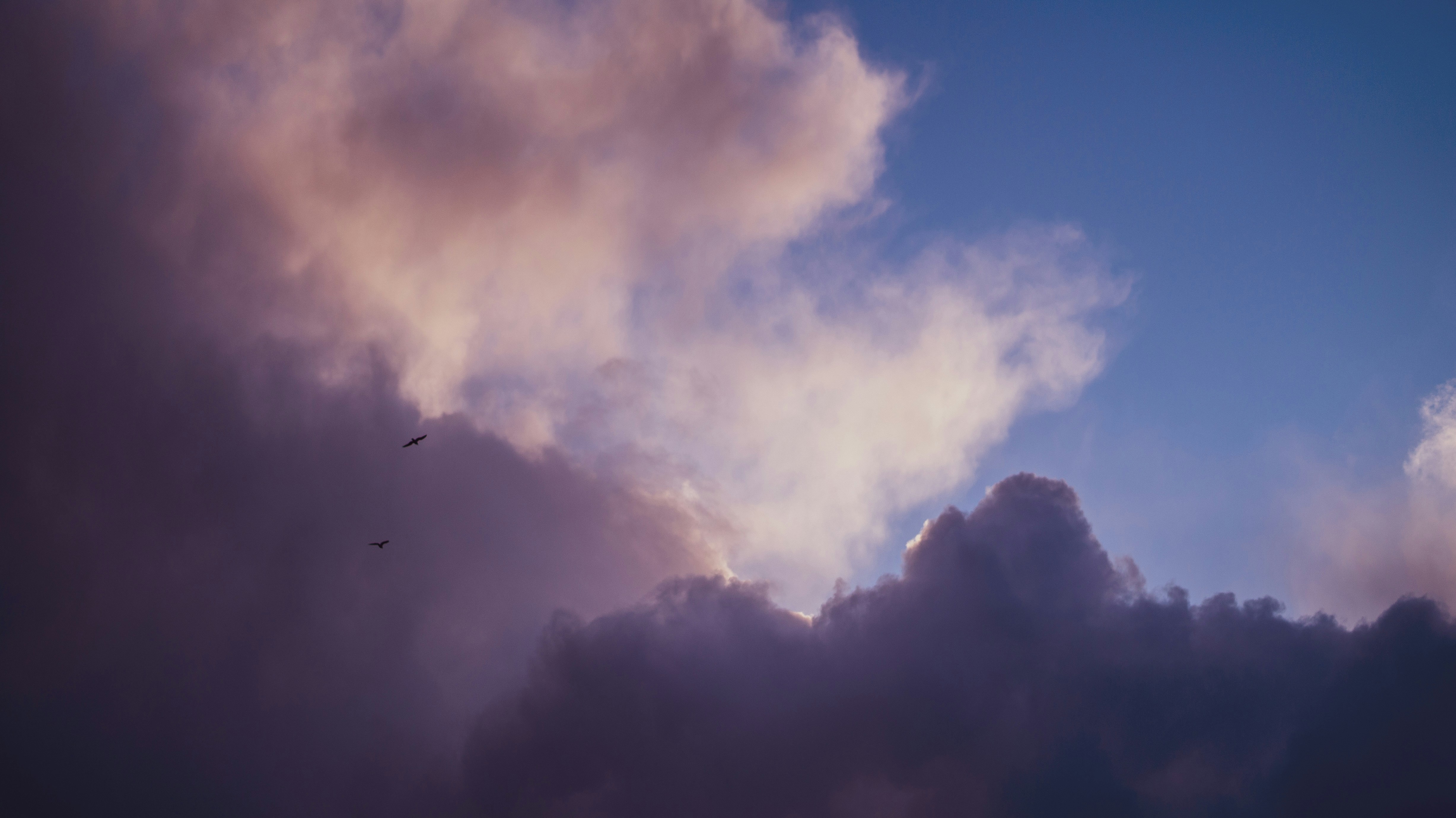 two dark birds sillouhetted against sunset clouds