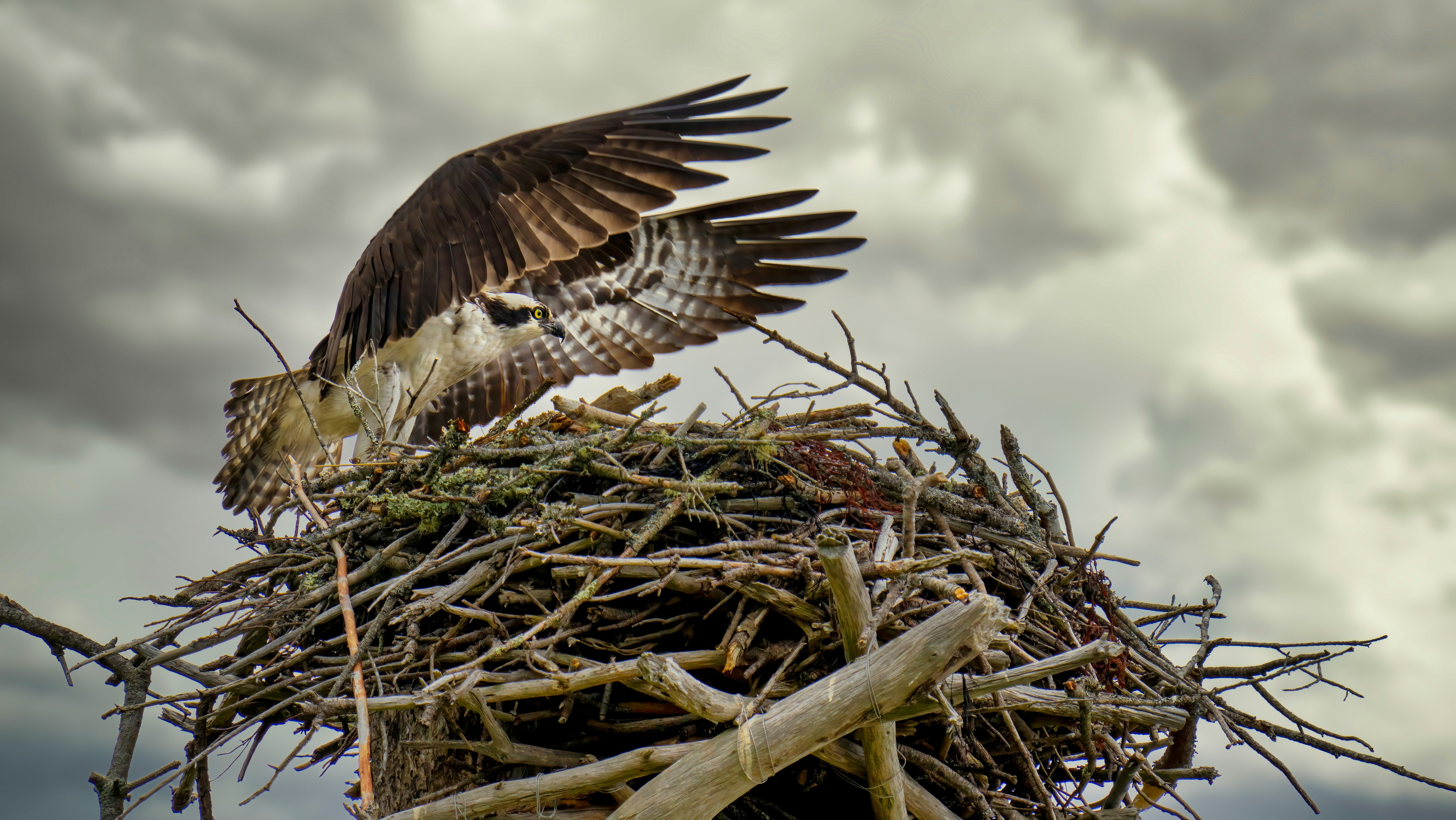 large bird landing on its nest