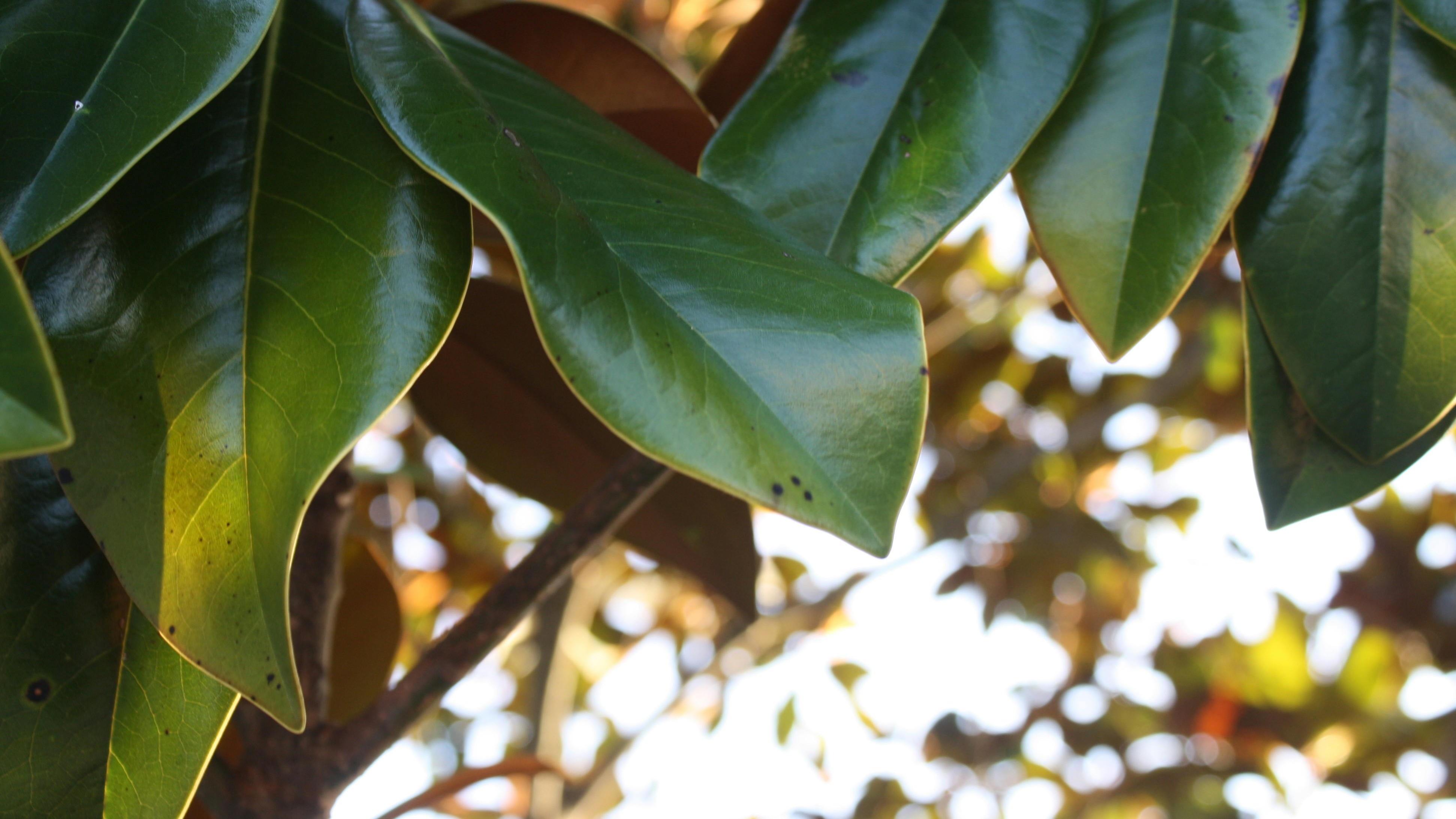 round green leaves backlit by sun
