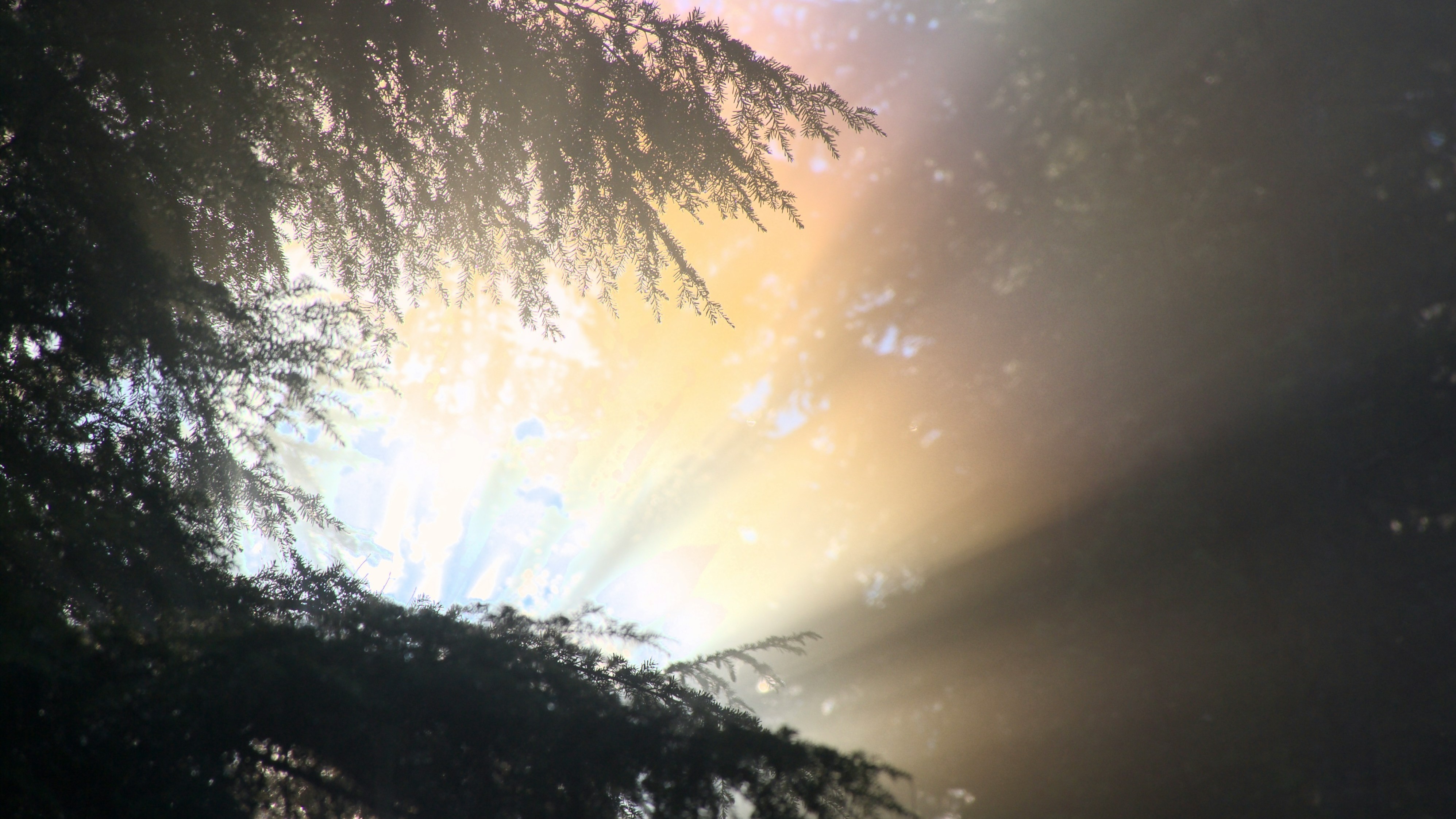 a rainbow formed in light behind tree branches