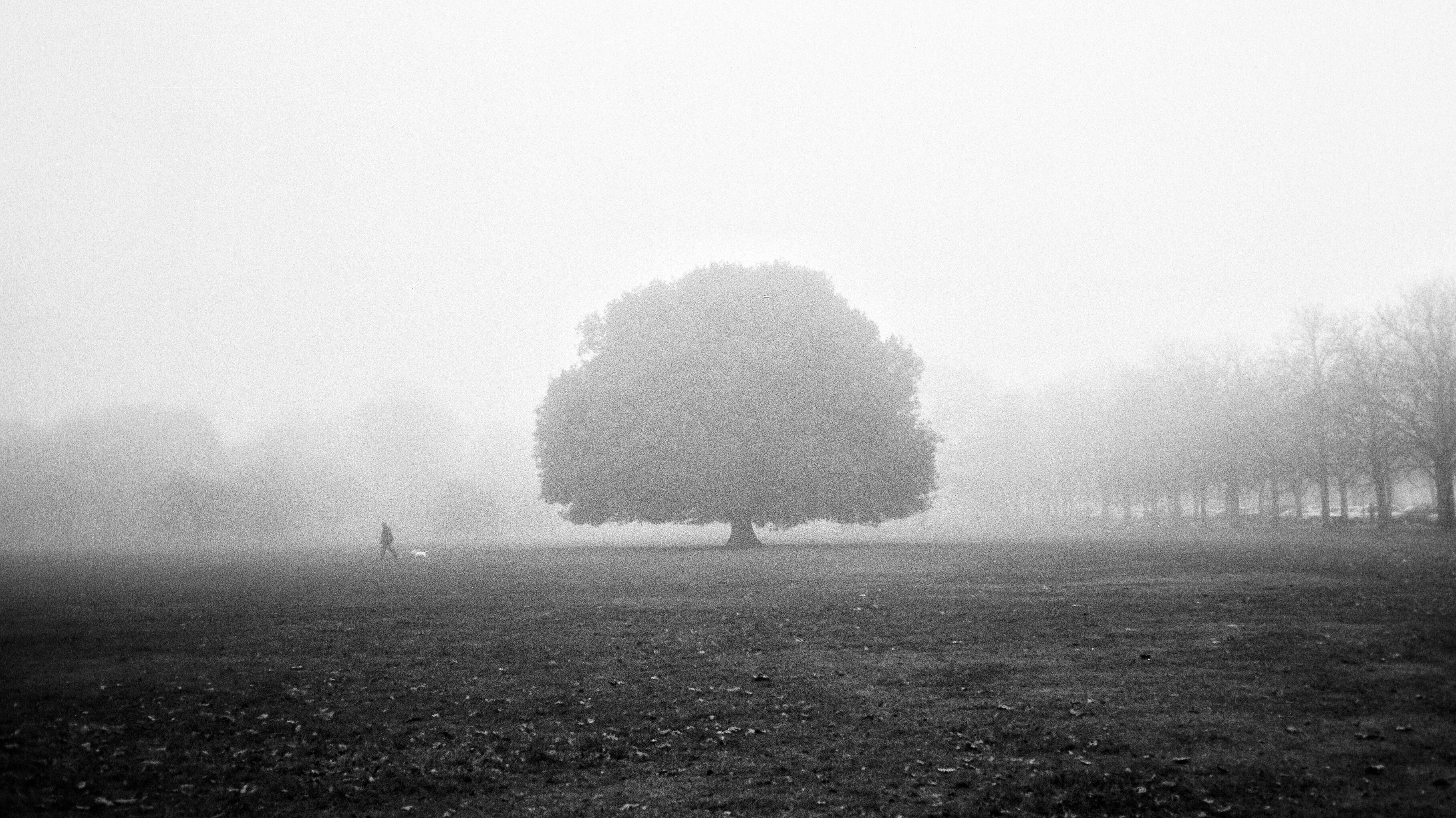large tree at center of black and white photo