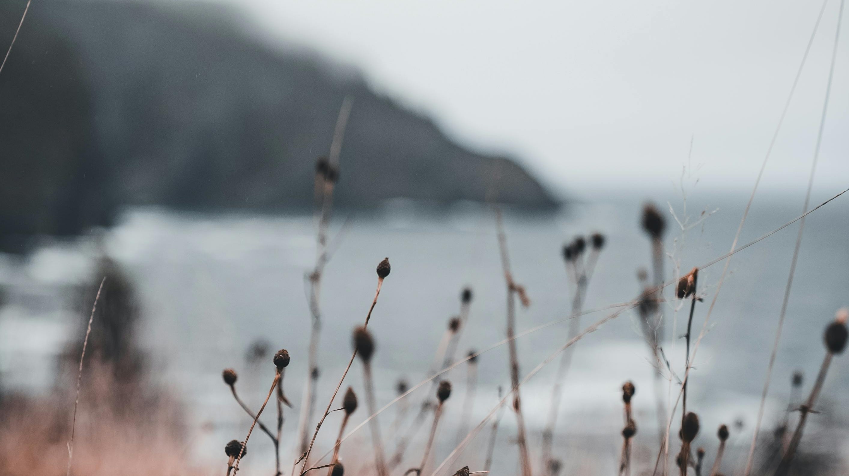 gray seashore seen through seaside plants