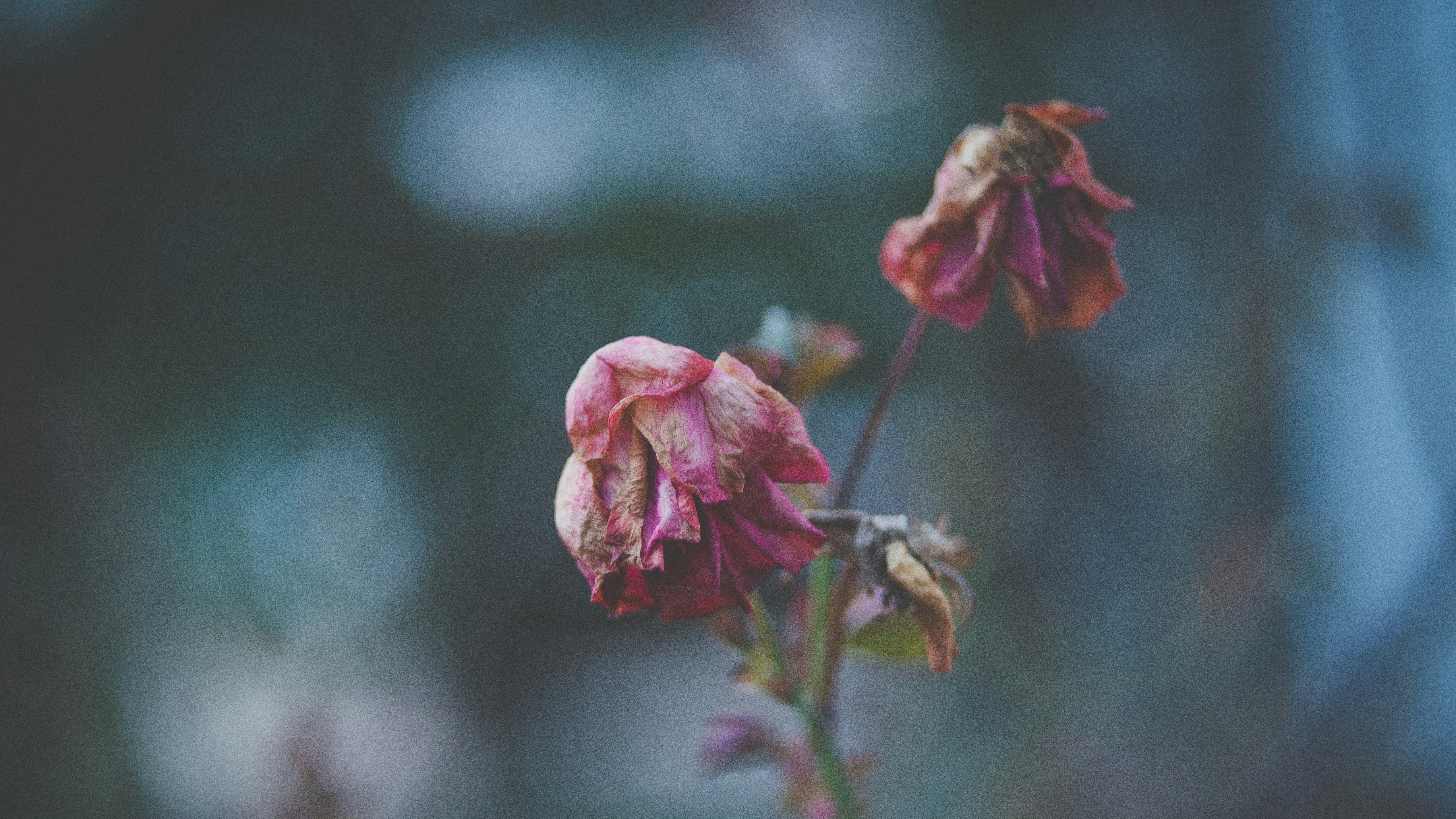 wilting pink flowers