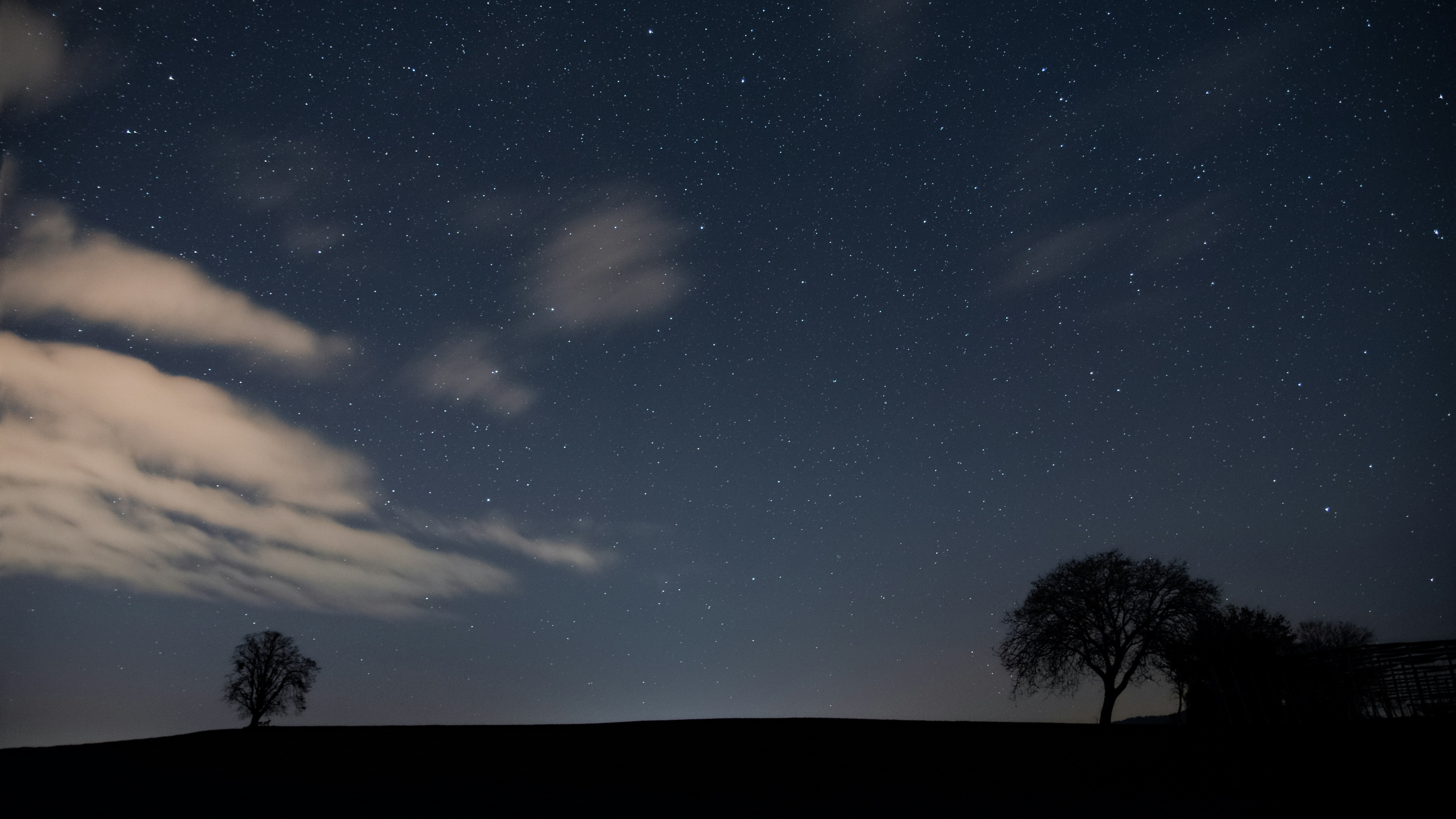 starry night sky with low view of trees along horizon